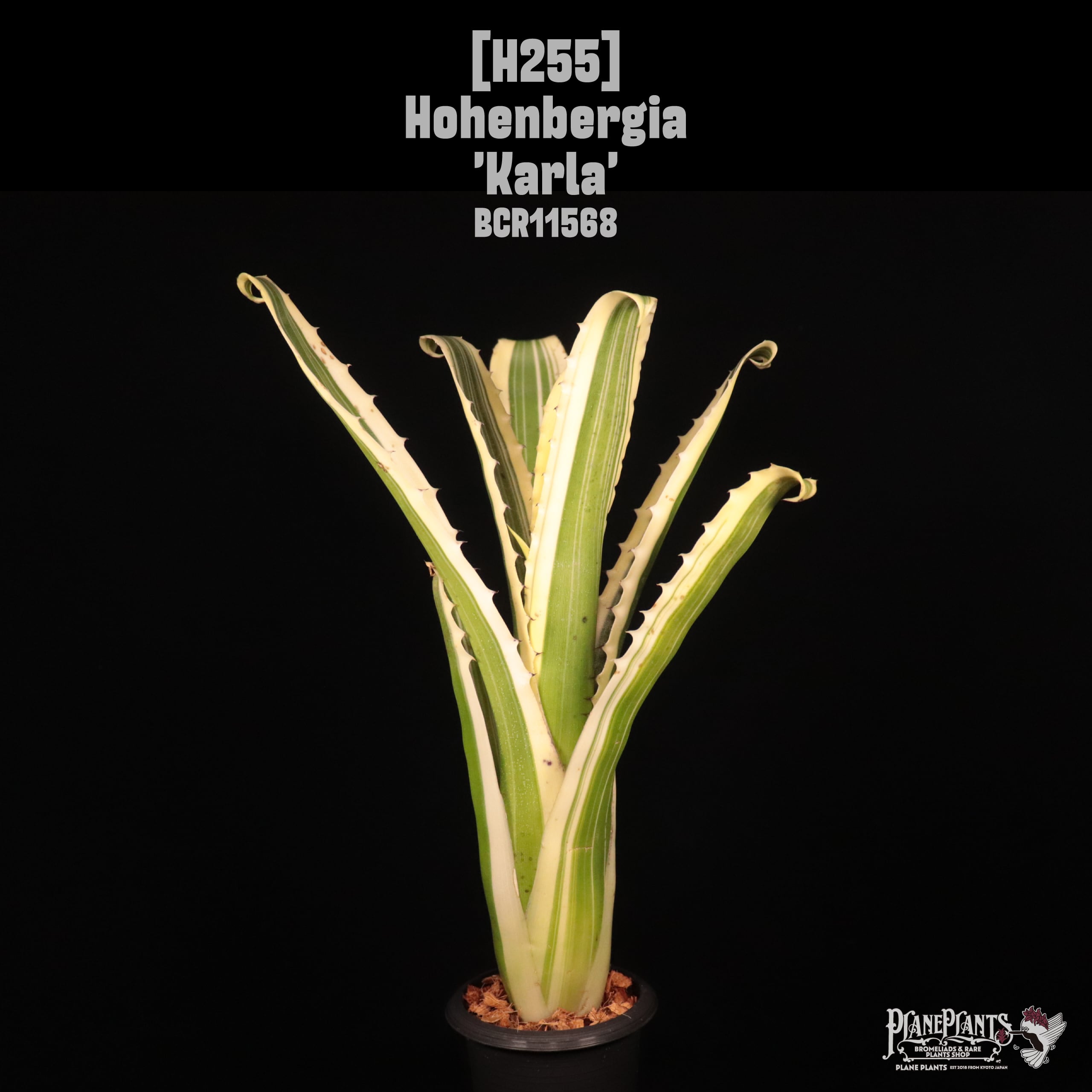 Hohenbergia 'Karla'〔ホヘンベルギア〕H255