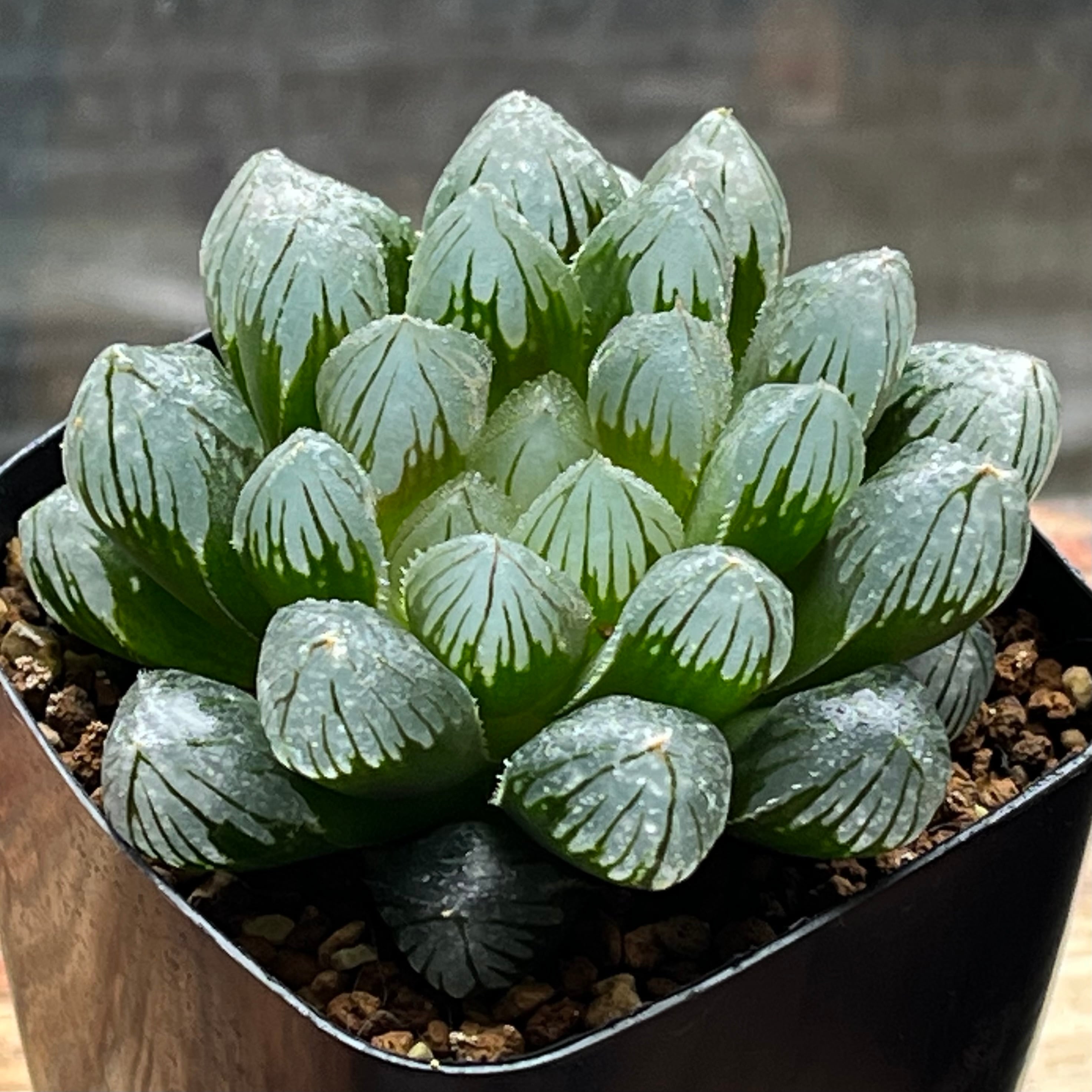 ハオルチア 黒玉露錦 霓虹灯 | mocono_plants