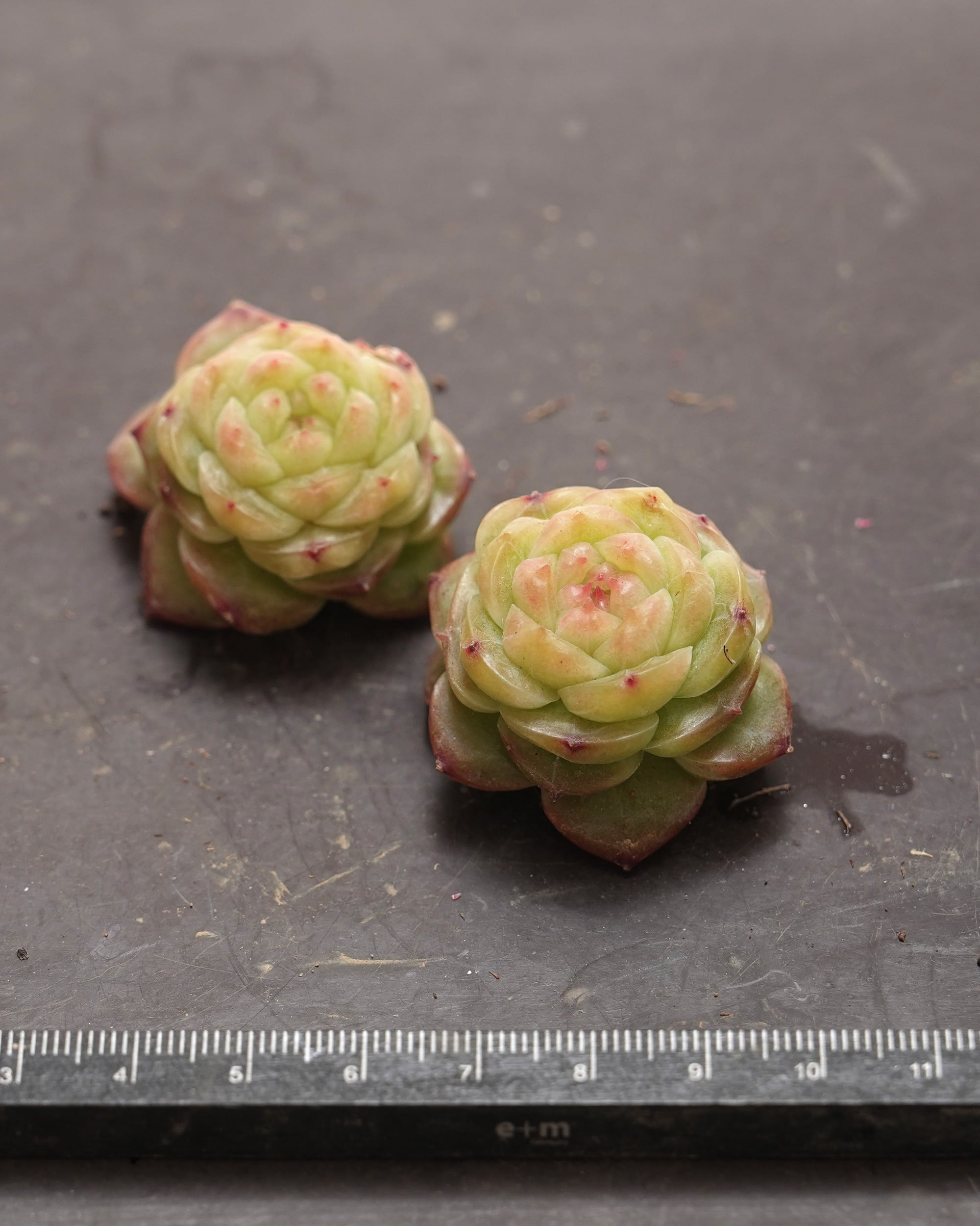 発根済カット苗 リップグロス Echeveria 'Lip Gross' | PUKUBOOK