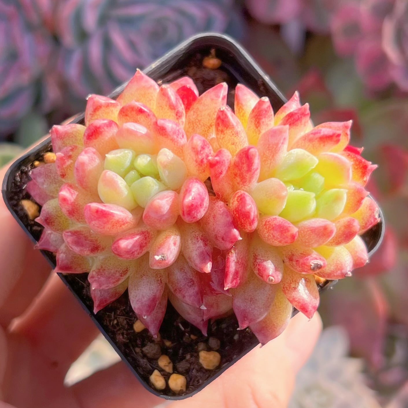 現品　ベビーチーク#226　群生　るる農園