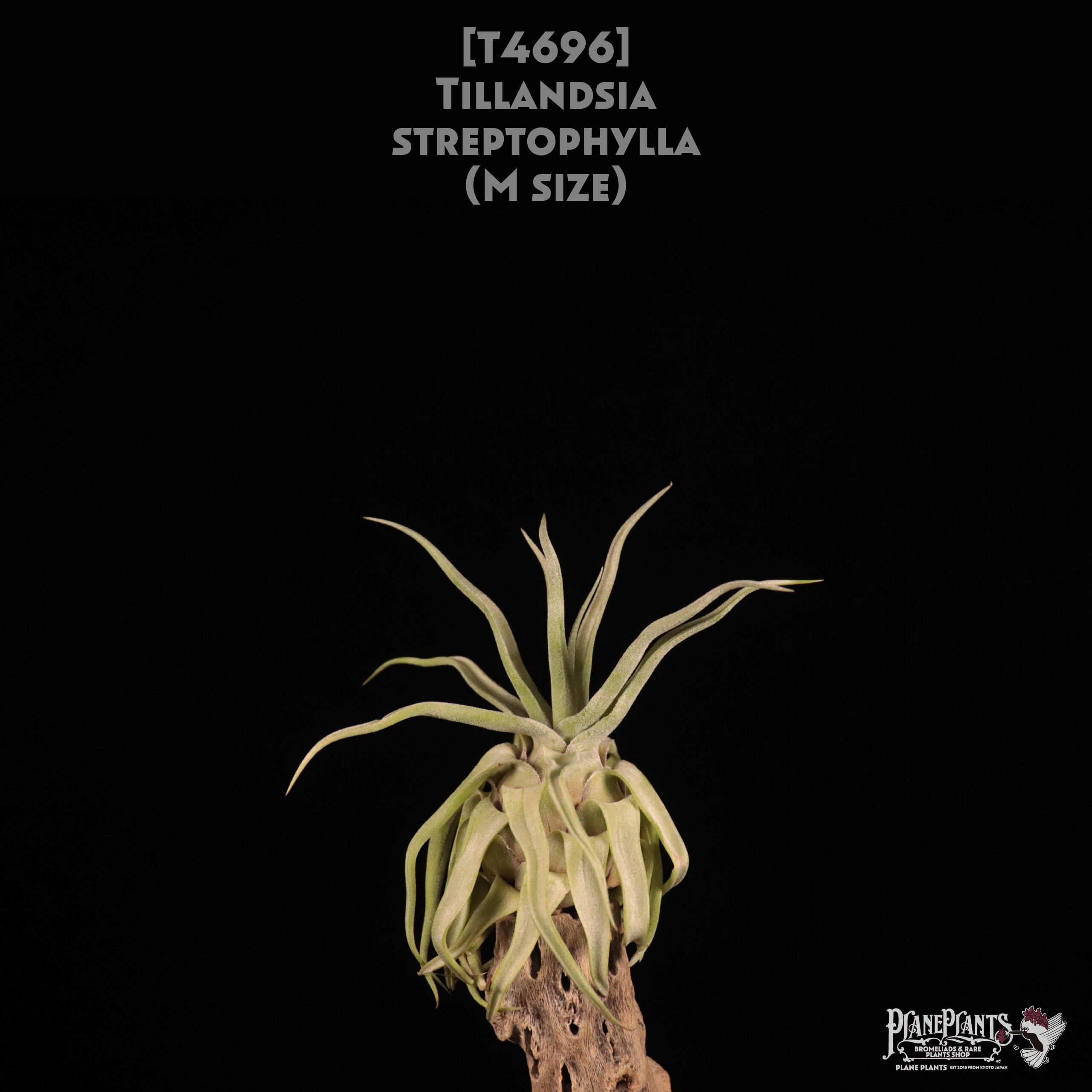 【送料無料】streptophylla M〔エアプランツ〕現品発送T4696