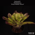 【送料無料】Neoregelia 'Strawberry Roan'〔ネオレゲリア〕現品発送N0407