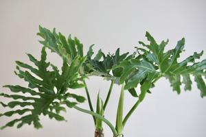 【M】セローム 根上り/Philodendron selloum　※陶器鉢付き