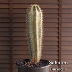 武倫柱 柱サボテン 8号 高さ72cm パキケレウス ブリン柱 ブリンチュウ 1108BK