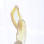 Desert Moon - アゲートヒーリングチャイム / Agate Sun Catcher Wind Chime 553