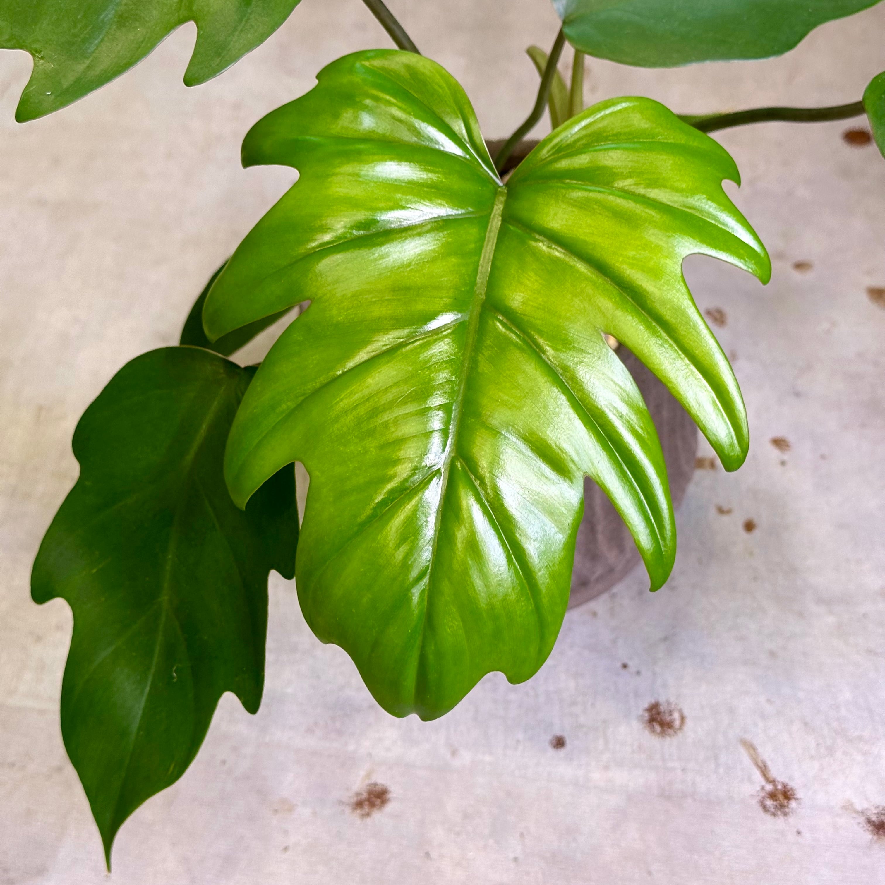 フィロデンドロン・マヨイ | barrelplants_BONSAI