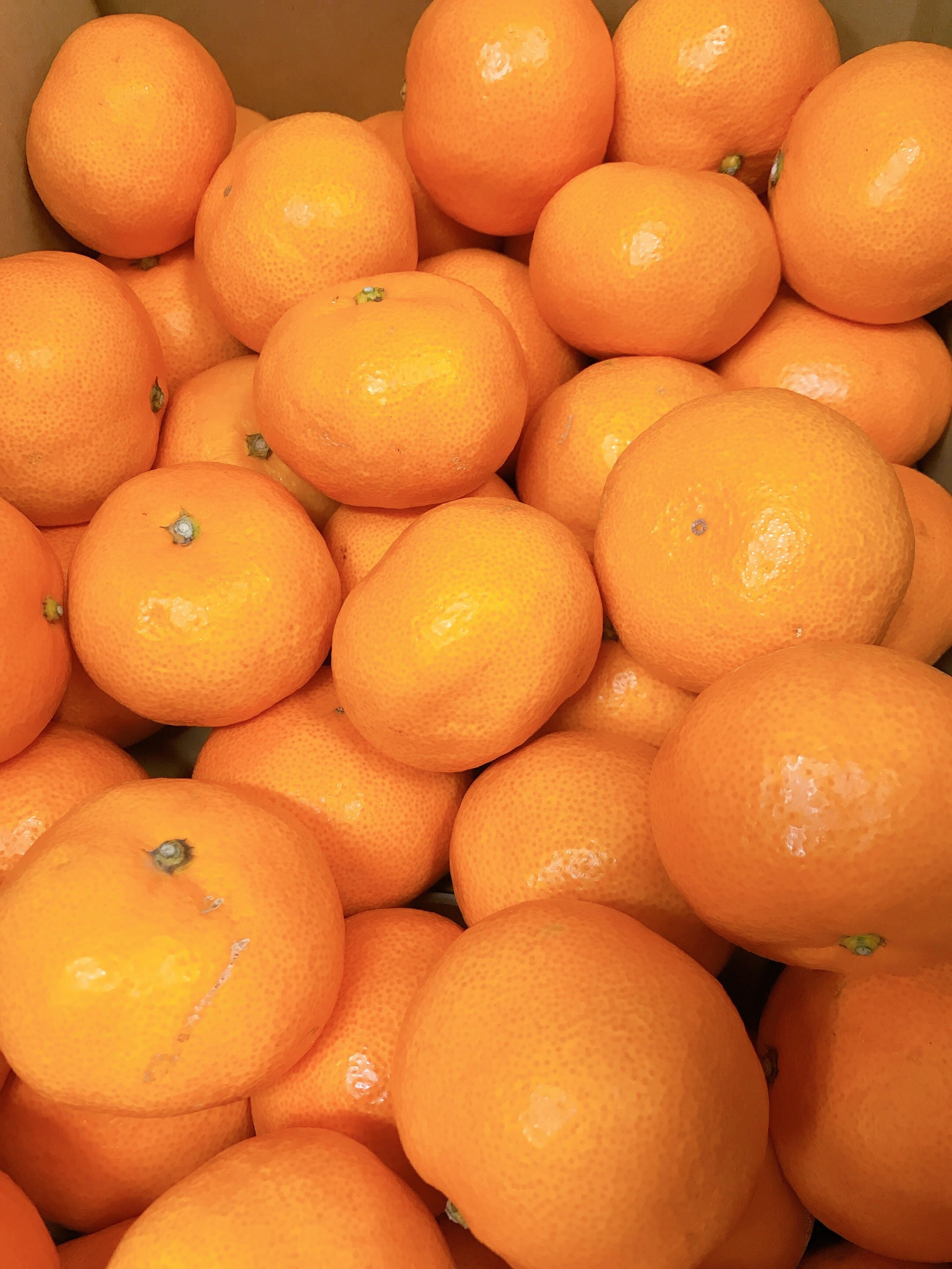 こだわり商店 codawari shouten