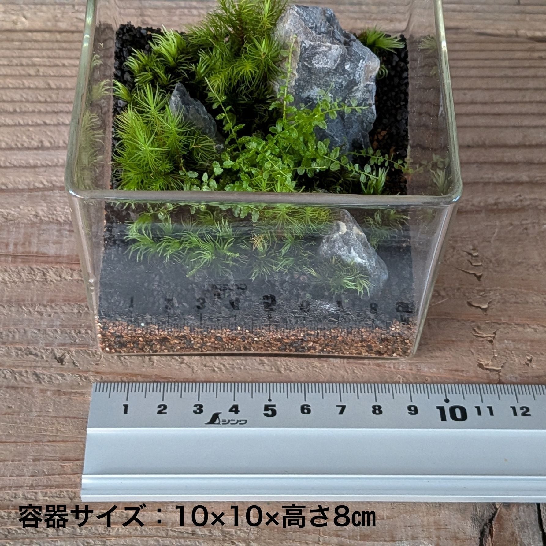 趣味の園芸7月号 掲載記念】景色をつくる苔テラリウムキット（BOX
