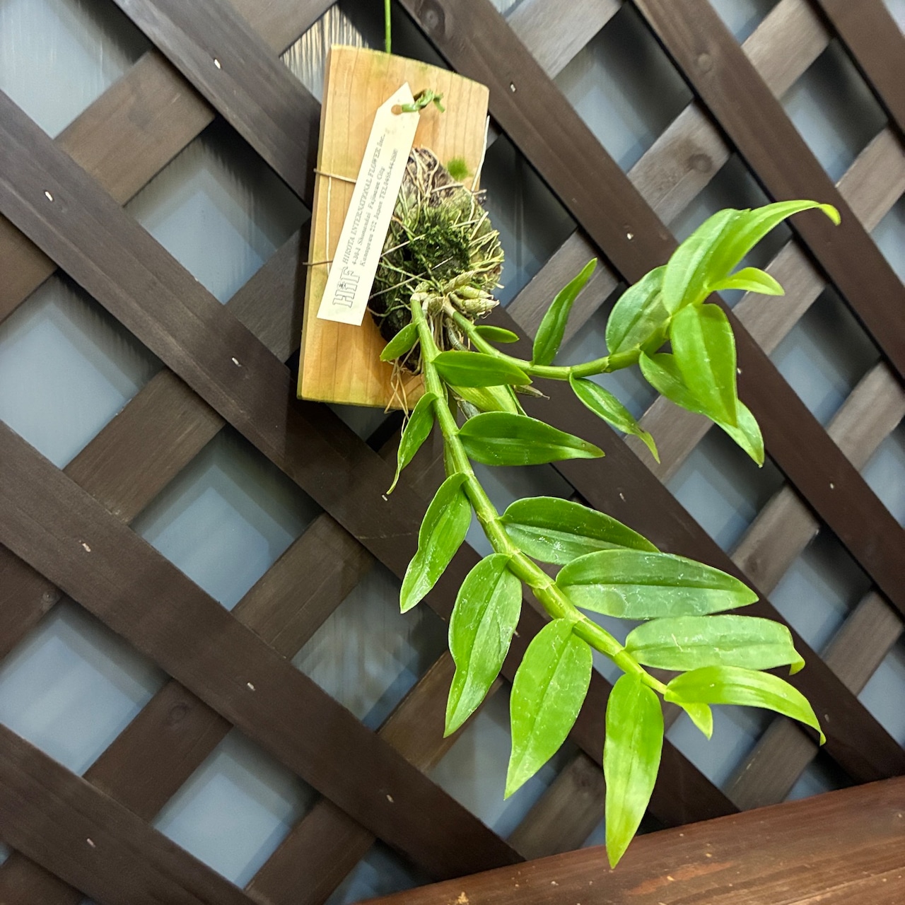 洋ラン　デンドロビウム　Den.polyanthum x sib【609】