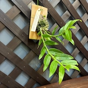 洋ラン　デンドロビウム　Den.polyanthum x sib【609】
