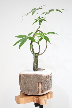 【M】パキラ 結び/Pachira