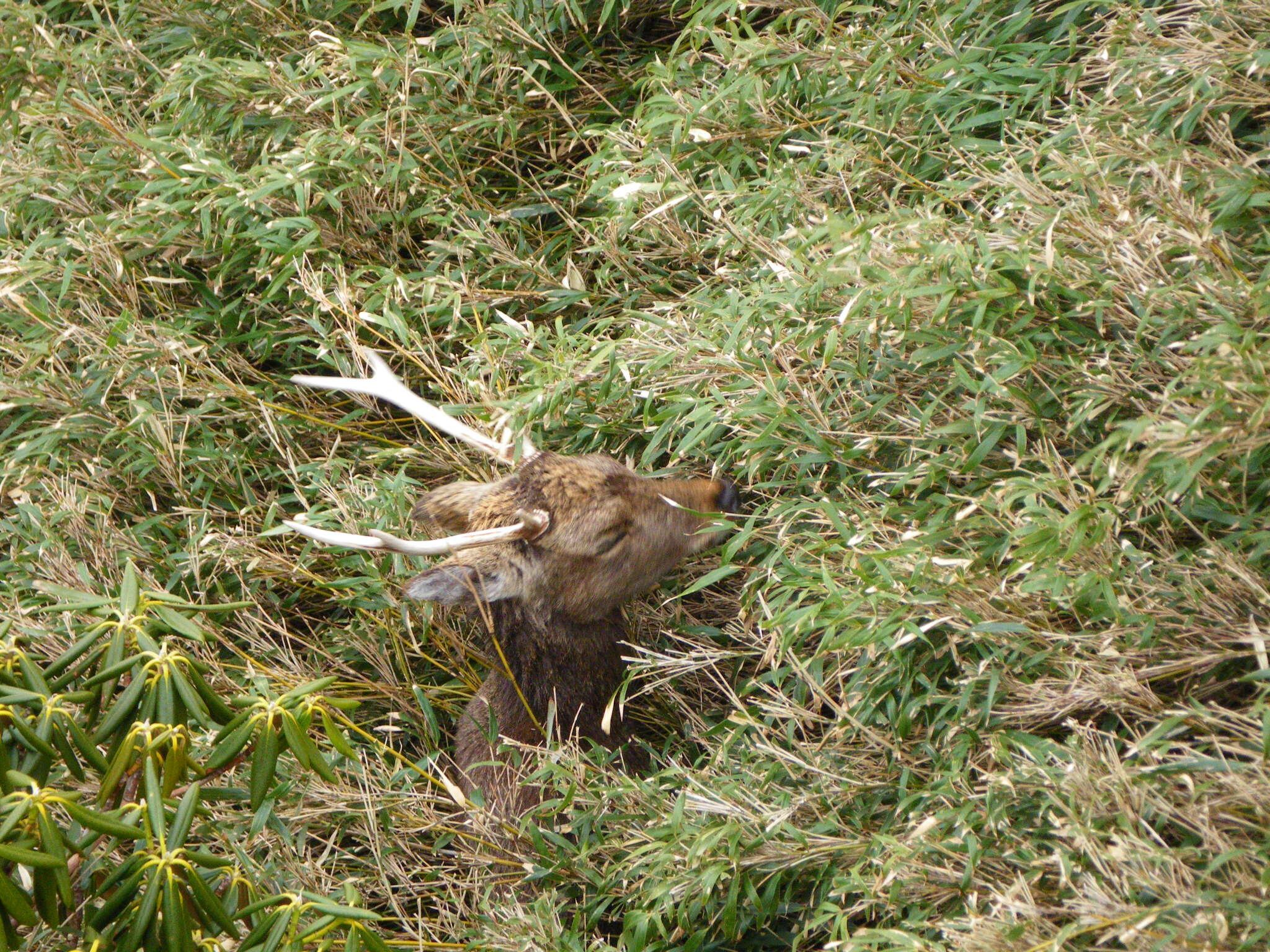 鹿の角2本 45～50cm | かつらの丘ジビエ工房