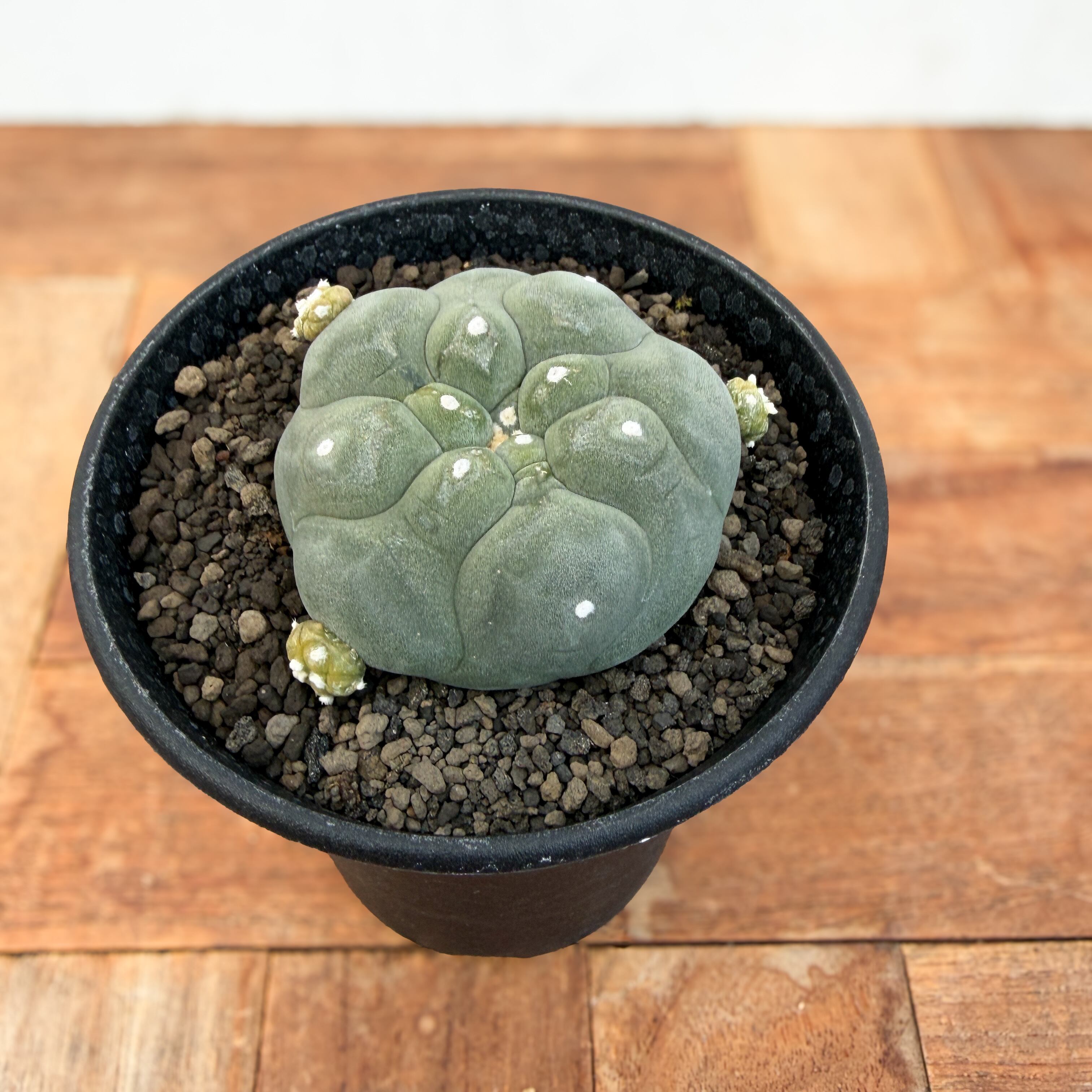 Lophophora diffusa 【ロフォフォラ・黒肌翠冠玉】 | RIMO'S GREEN