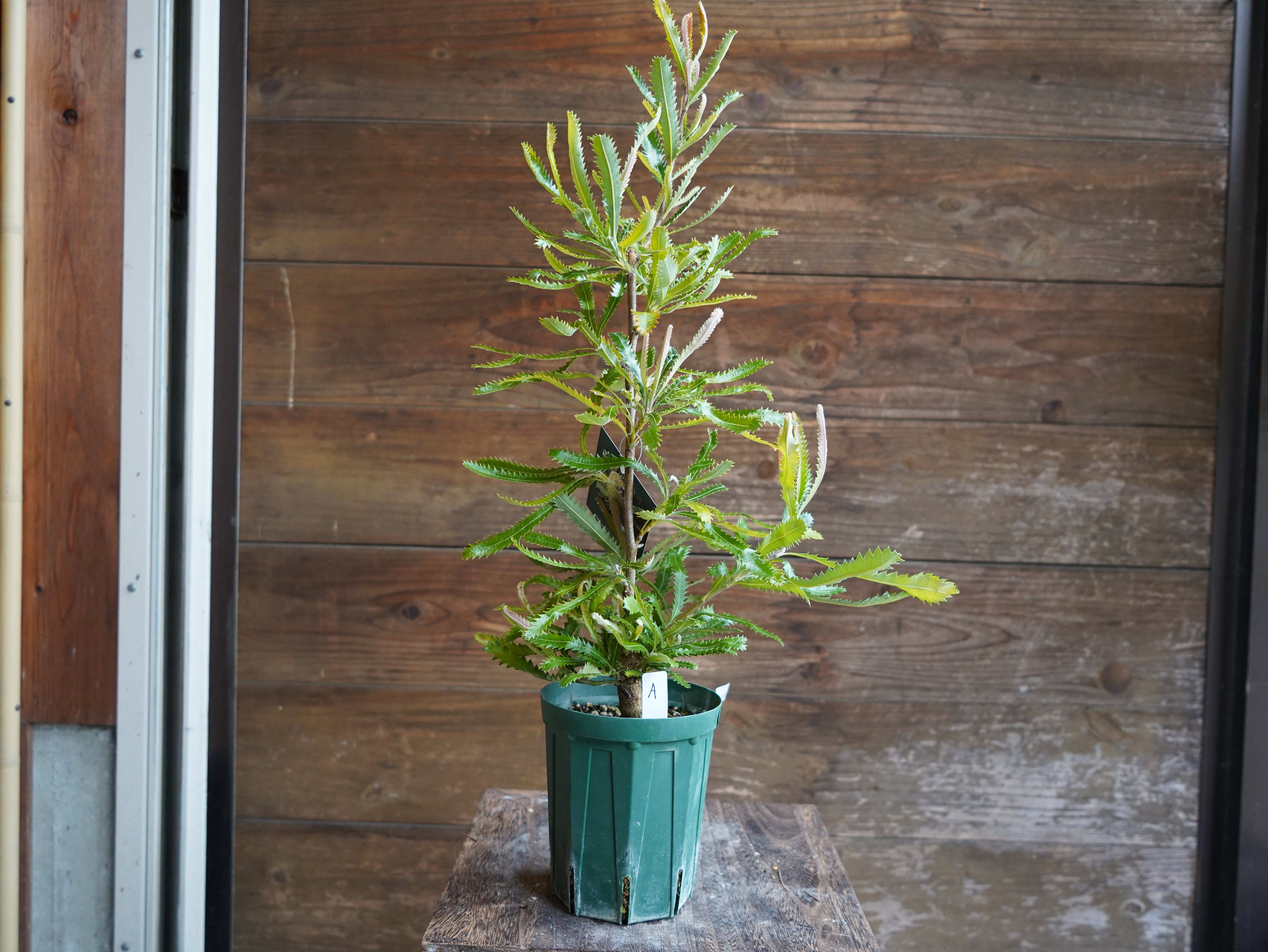 【現物】バンクシア　”セラータ”　A