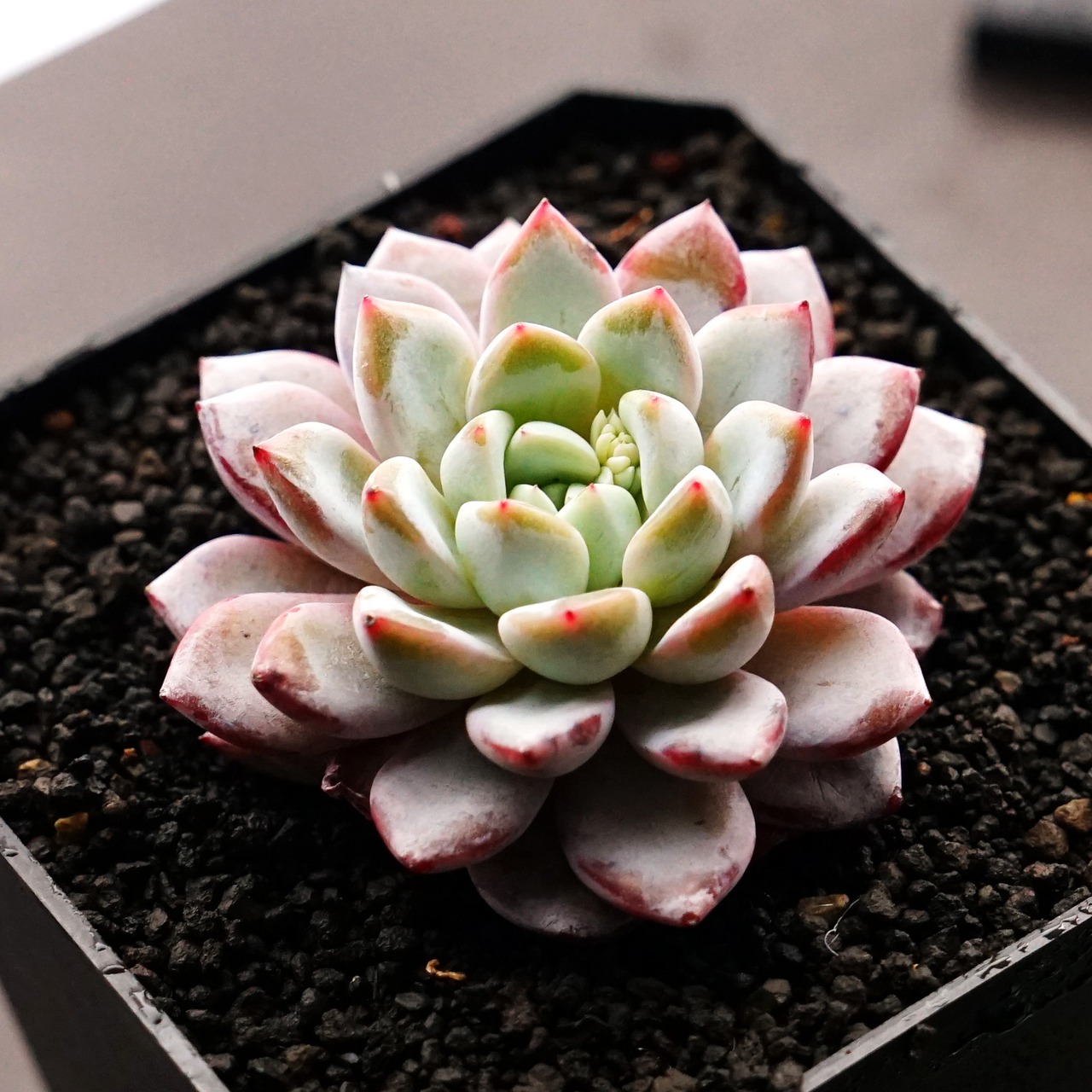 カット苗 ウェルテル Echeveria 'Werther'