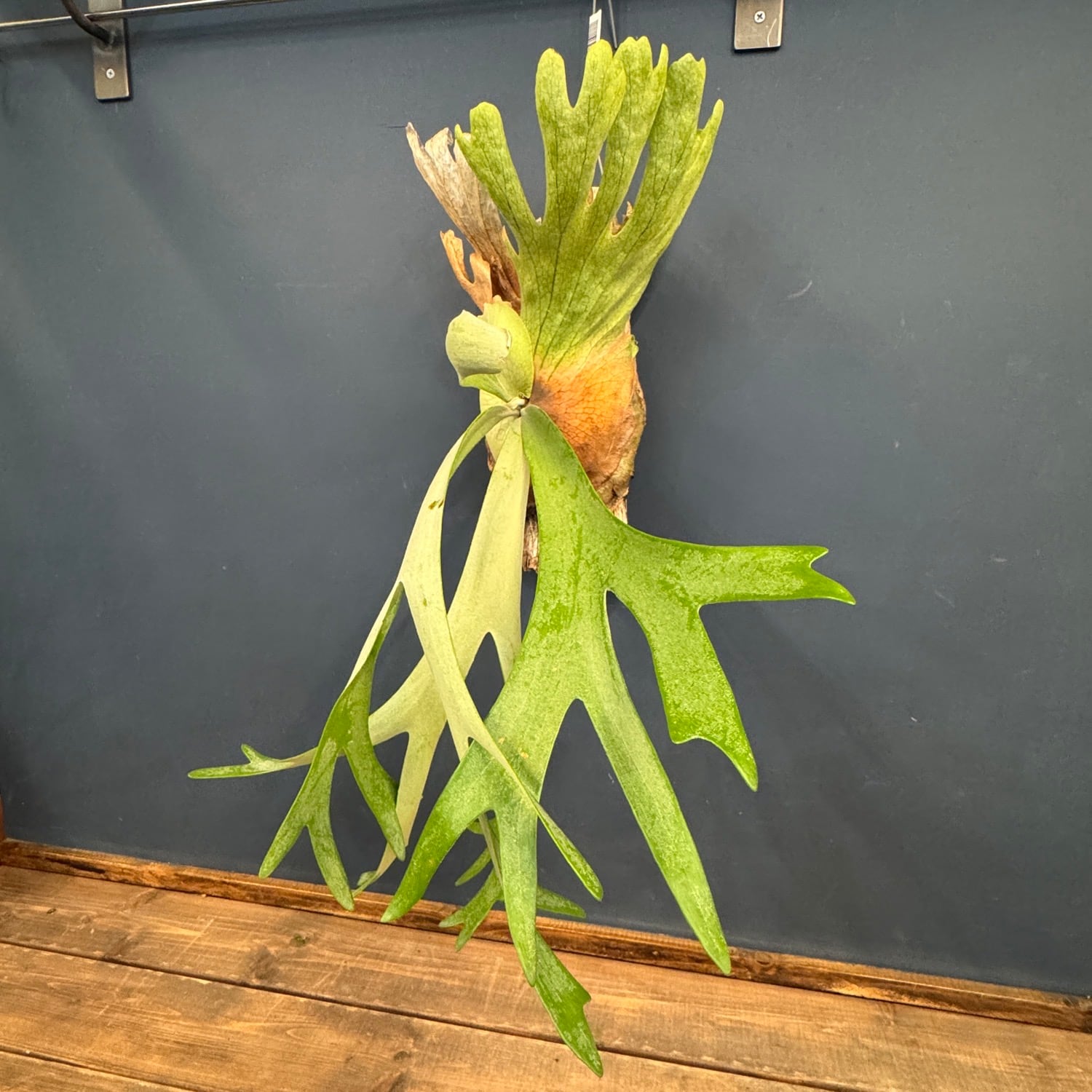 ビカクシダ Platycerium willinckii 板付け【923】 | PROTOLEAF プロト