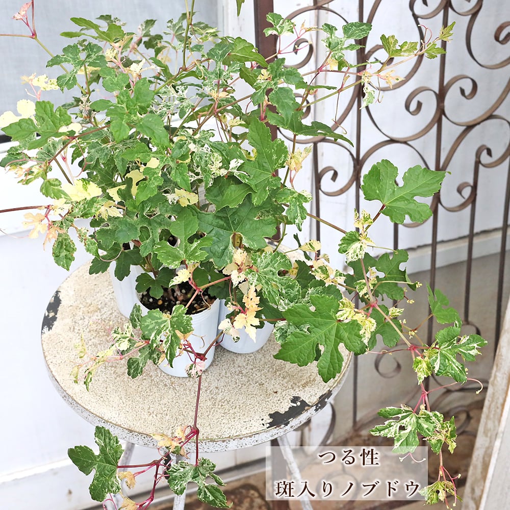 野葡萄 苗 ② 草花苗 斑入り ノブドウ 野葡萄 2.5号 つる性 落葉低木 実がなる 初夏