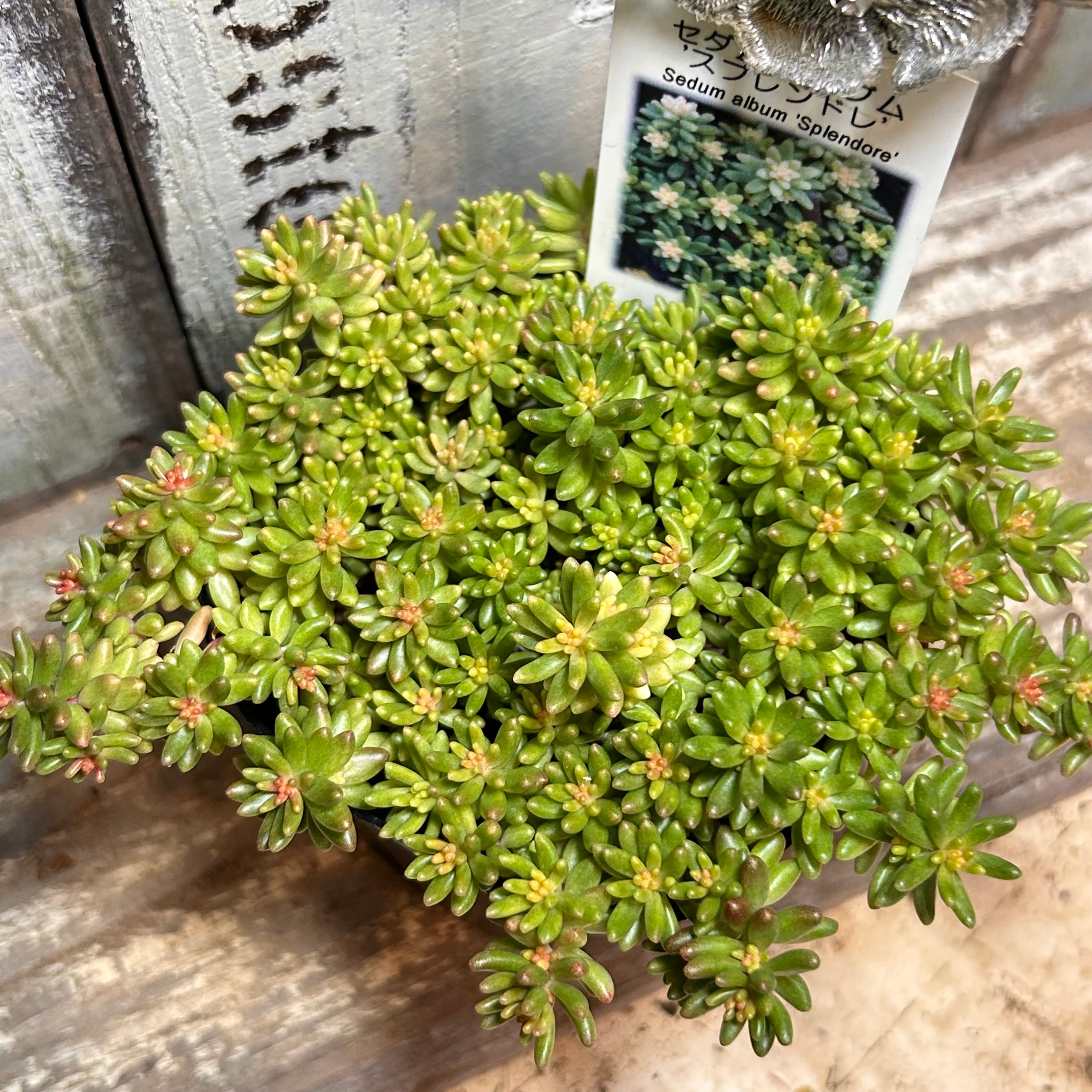 スプレンドレ セダム | RuPo 多肉植物専門店