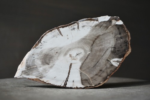 マダガスカル産ペトリファイドウッド Petrified Wood 1270