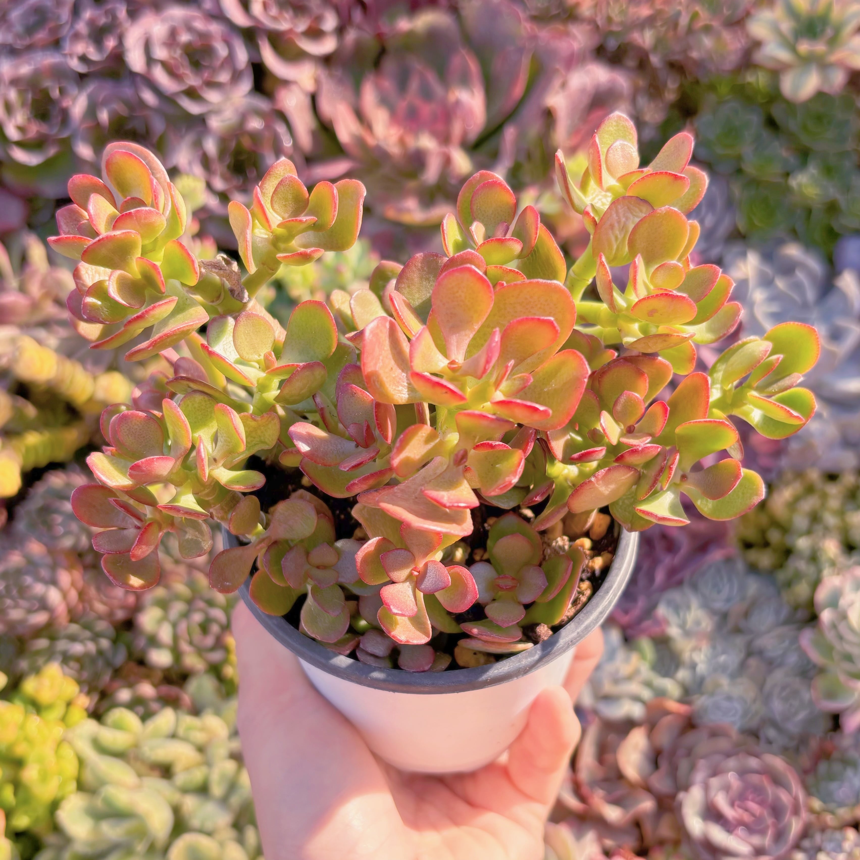 現品　姫花月#A077　るる農園