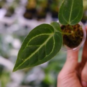 アンスリウム・レガレ / Anthurium Regale⑤ / 観葉植物<育て方・花言葉>