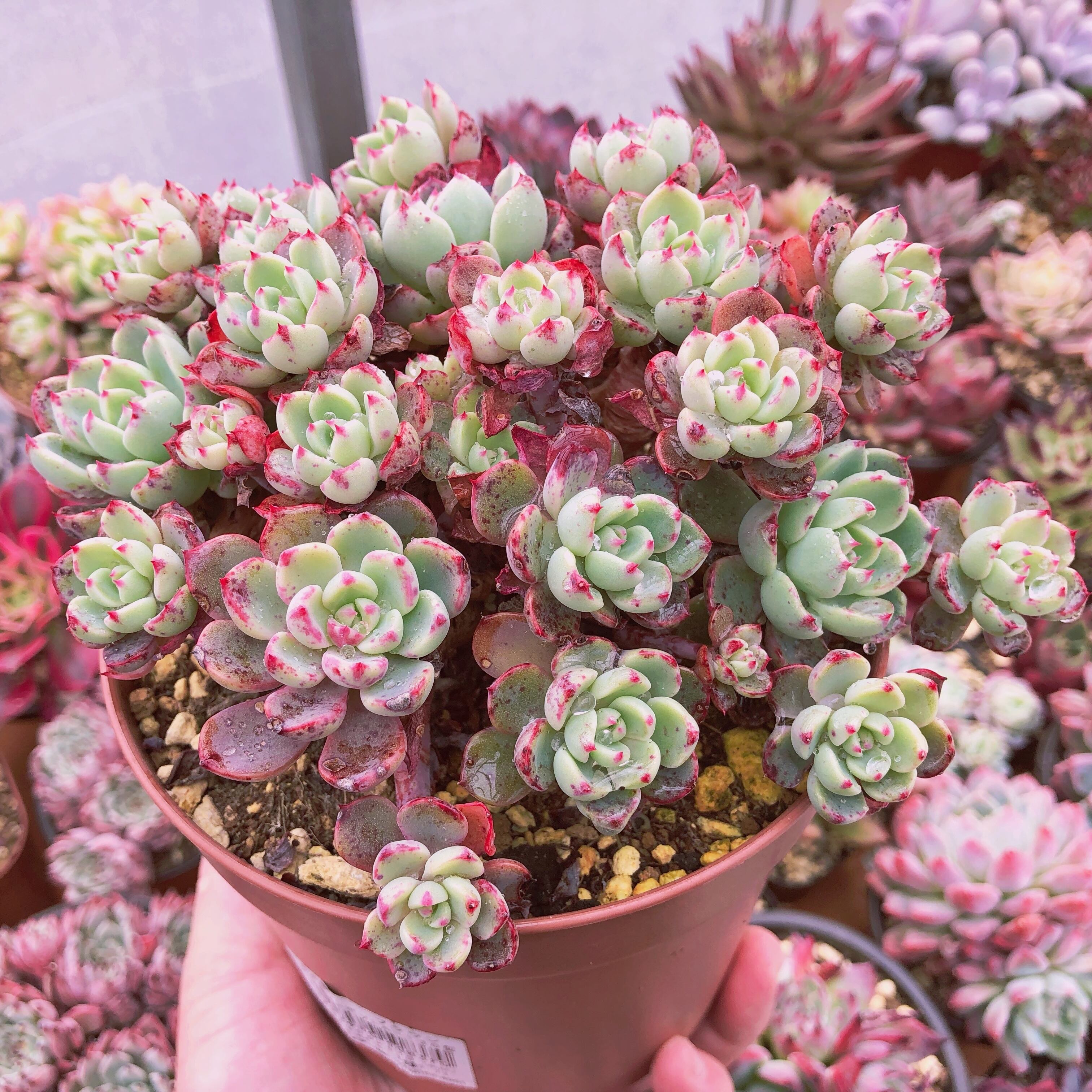 多肉植物 nanafukumini 特大群生 抜き苗 | るる農園~多肉植物専門