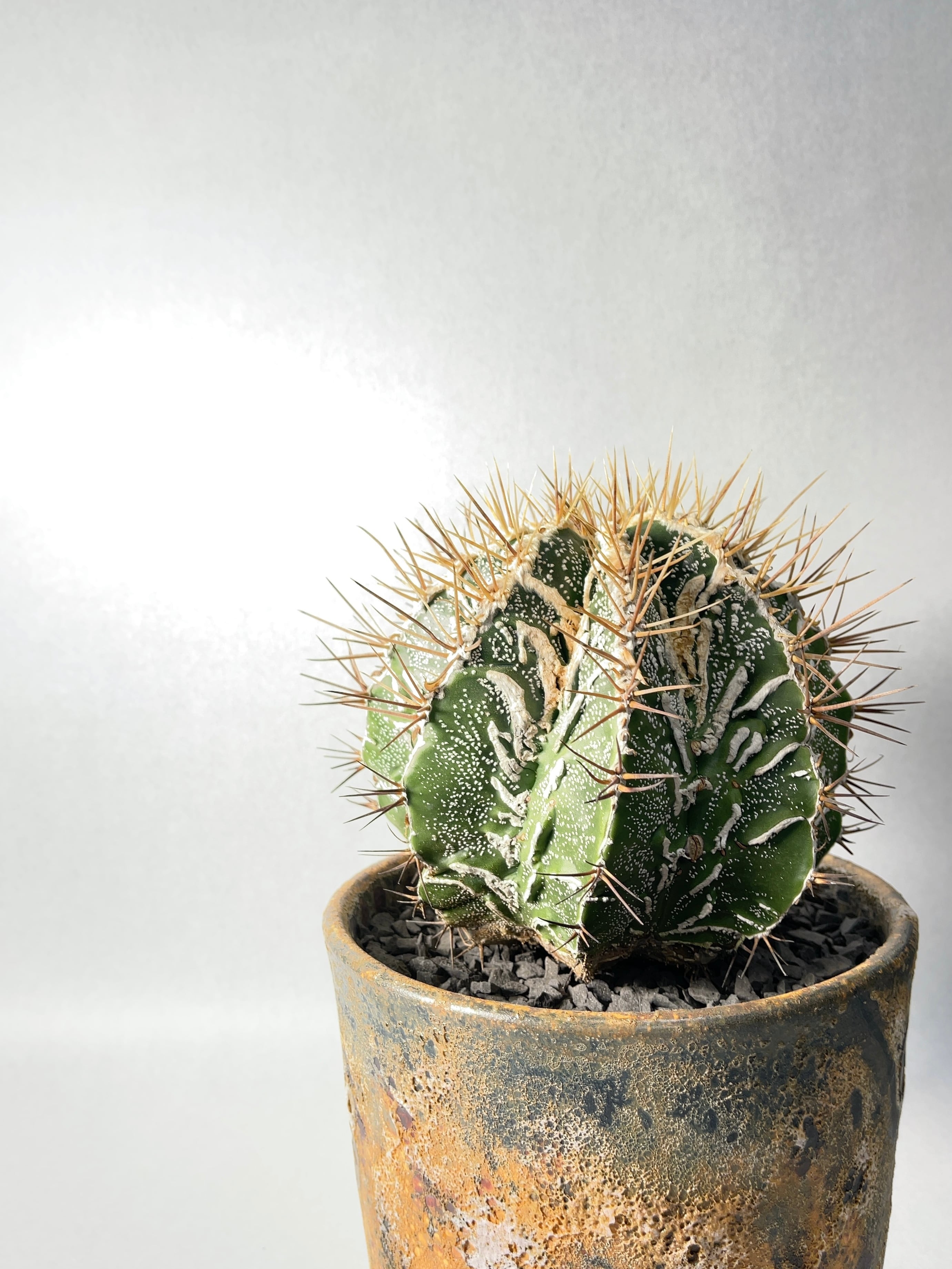 アストロフィツム・白条複隆般若モンストローサ | trigger