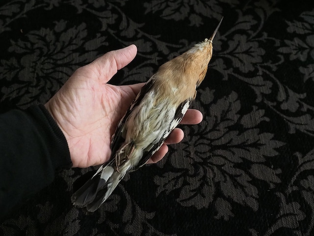 2026年 ハッピー・セット  鳥 Ⅱ