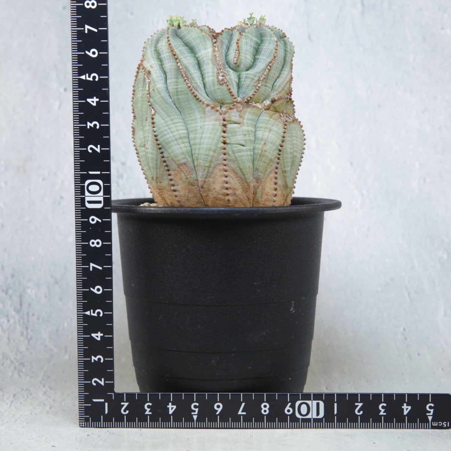 メス株【超厳選株】ダブル綴化ヘッド 捻じれ マウンテン モンスト