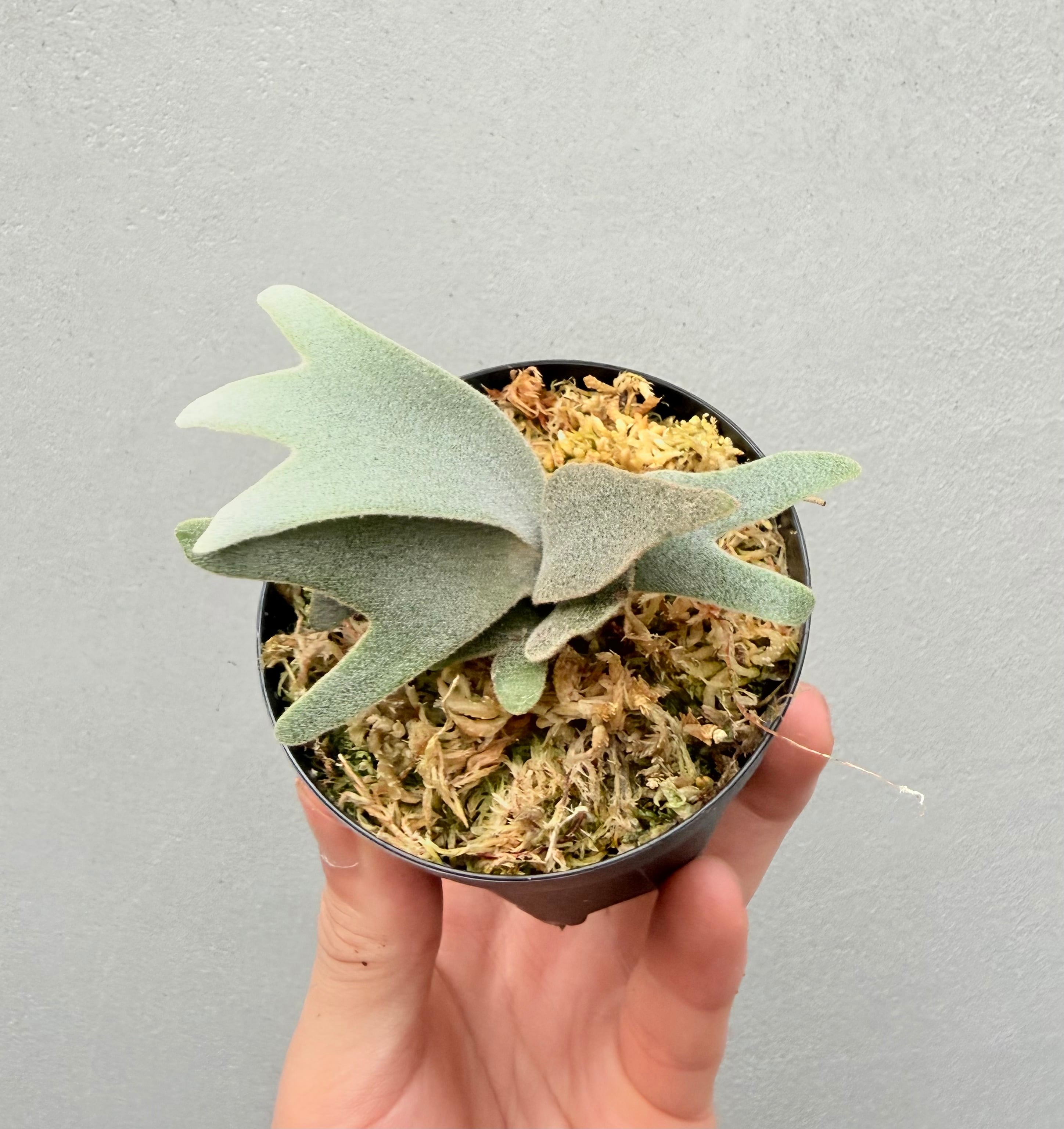 c) P. willinckii 'Mew' x P. willinckii 'Snow' ② ビカクシダ