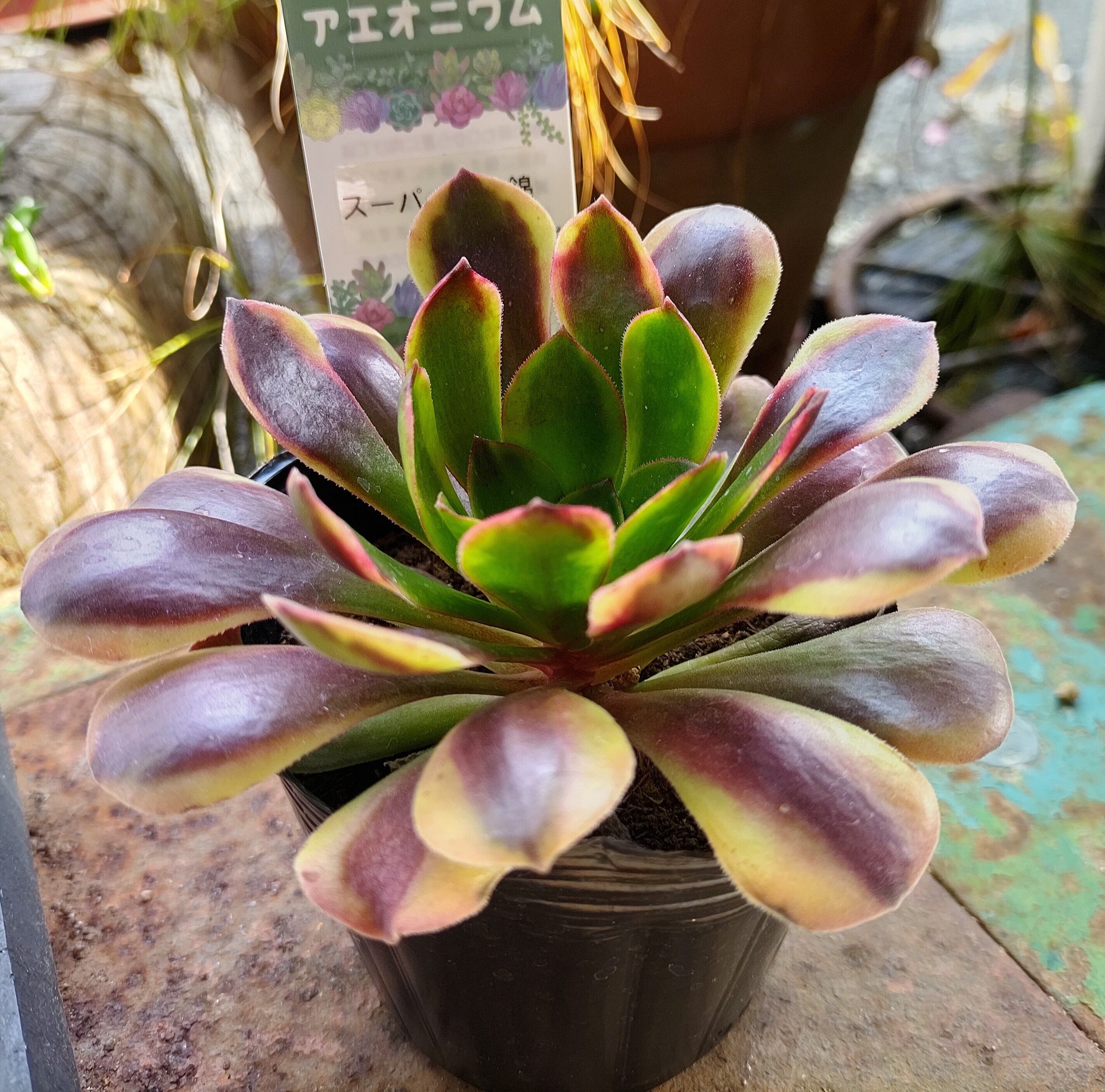 Tスーパーバン(アエオニウム) | RuPo 多肉植物専門店