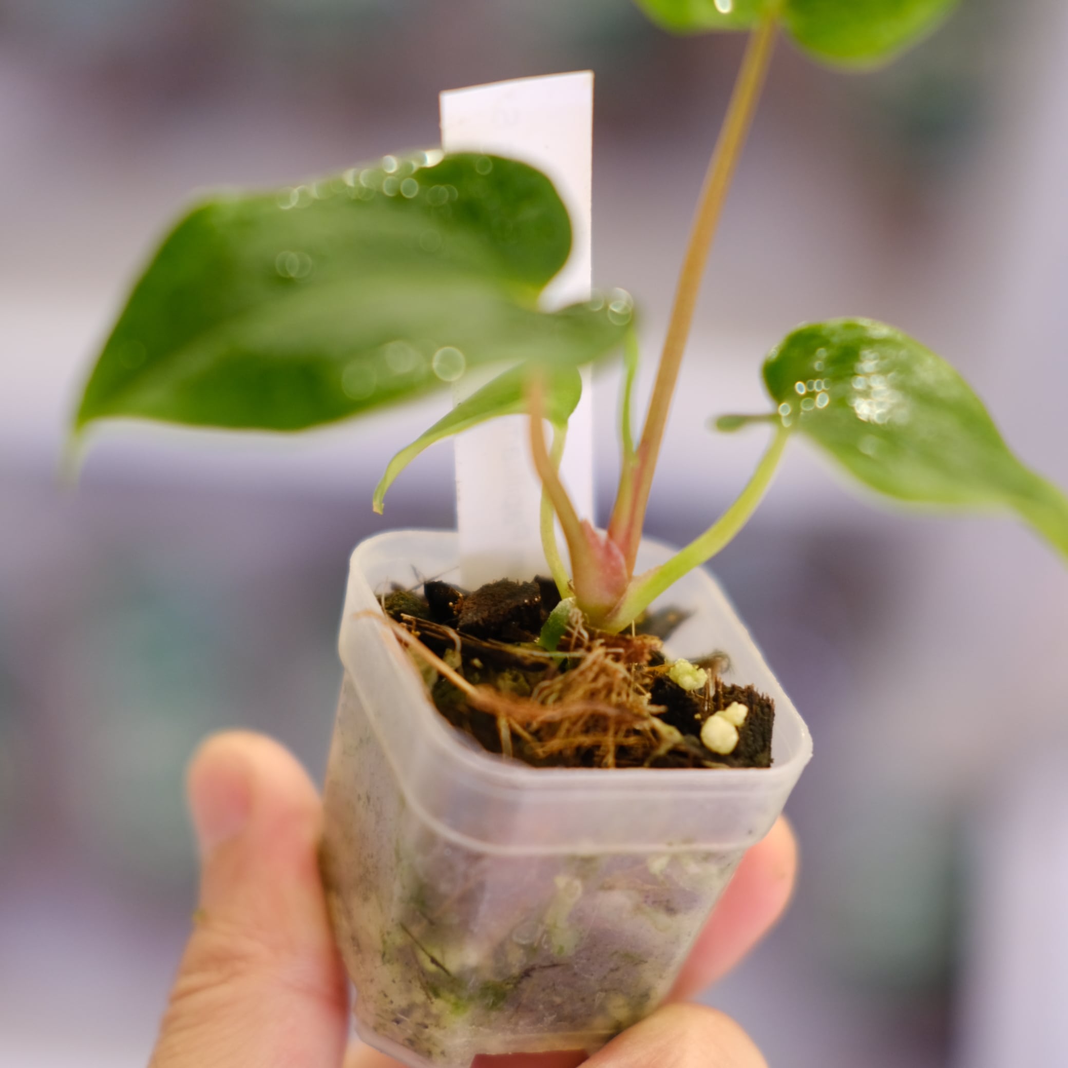 Anthurium Papillilaminum Guna Yala × Ralph Lynam S1 'Dwane'③