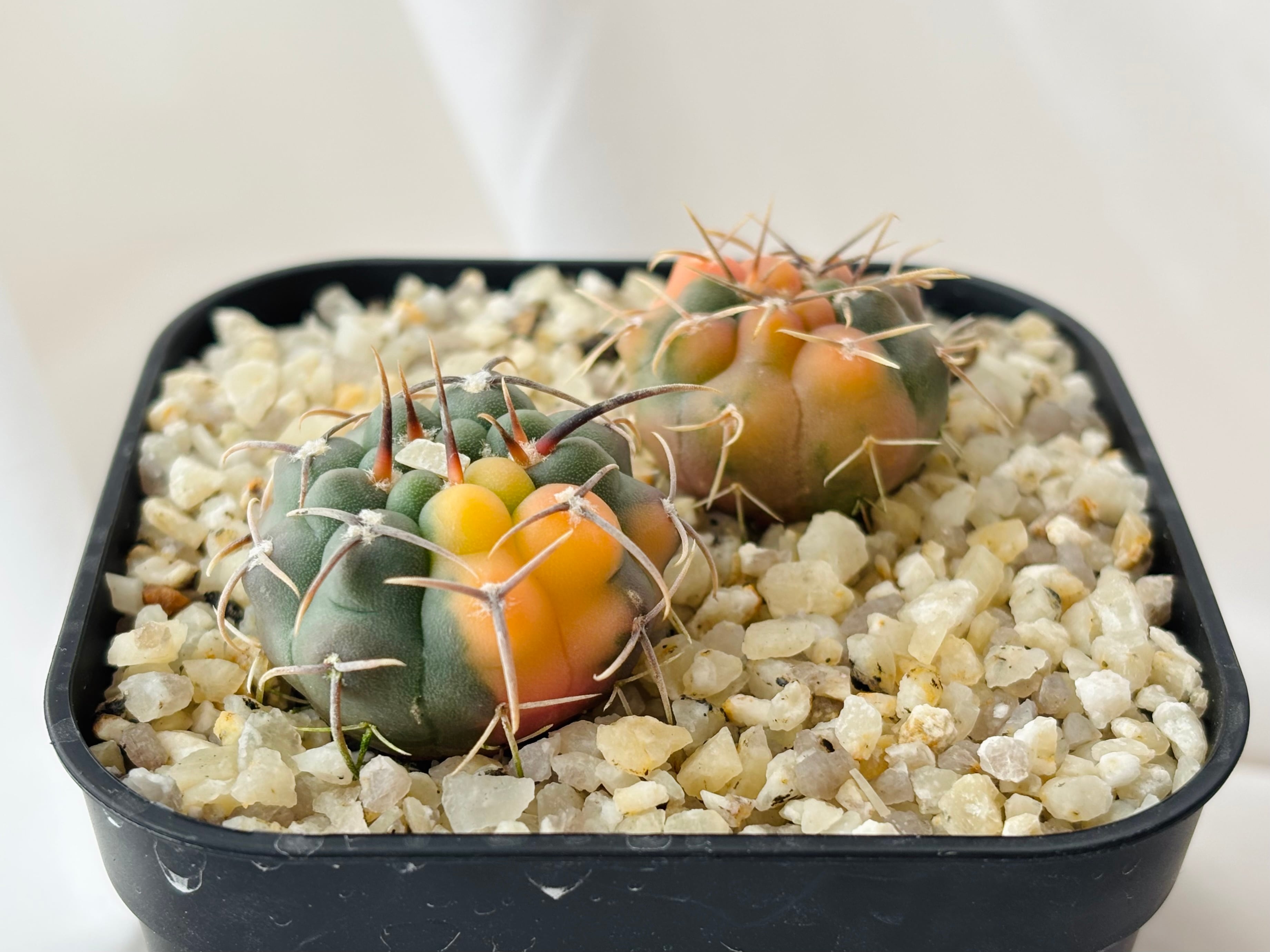 Gymnocalycium pflanzii v. albipulpa ギムノカリキュウム 尾形丸