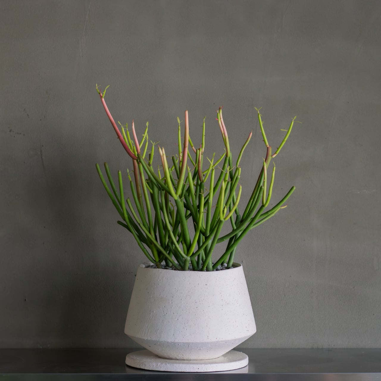 P. Willinckii cv. Sailor Mercury (OC) 【artPLANTs/PLANTS GARAGE