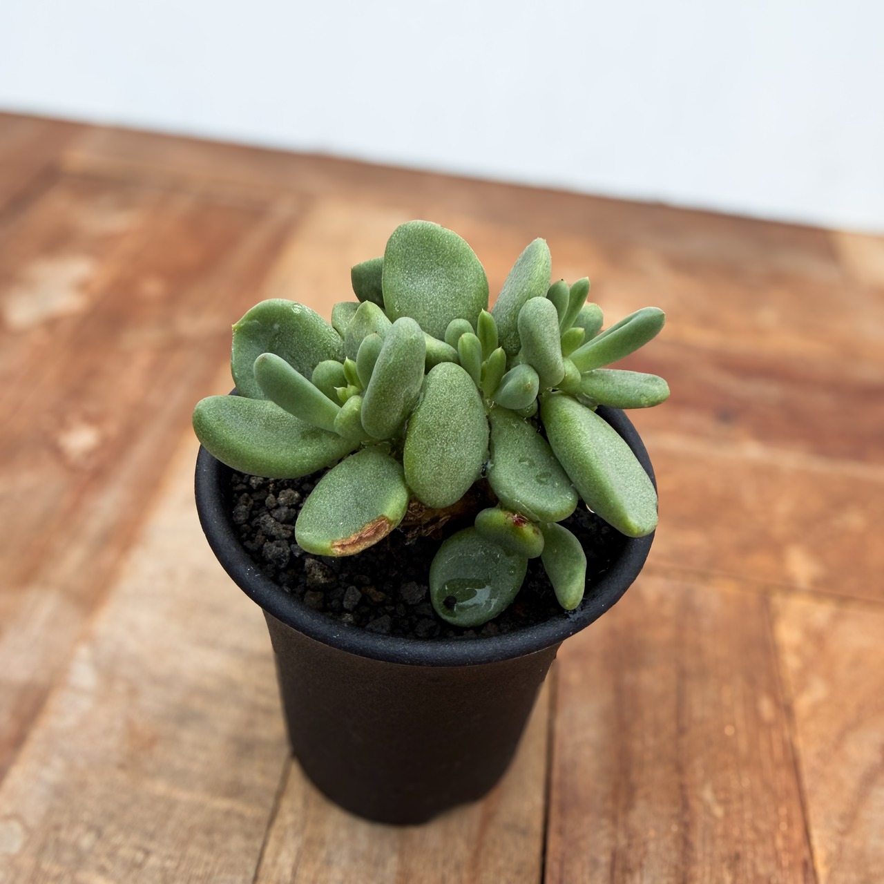 Tylecodon reticulatus【チレコドン・万物想・実生】