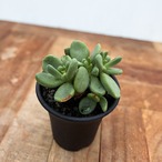 Tylecodon reticulatus【チレコドン・万物想・実生】