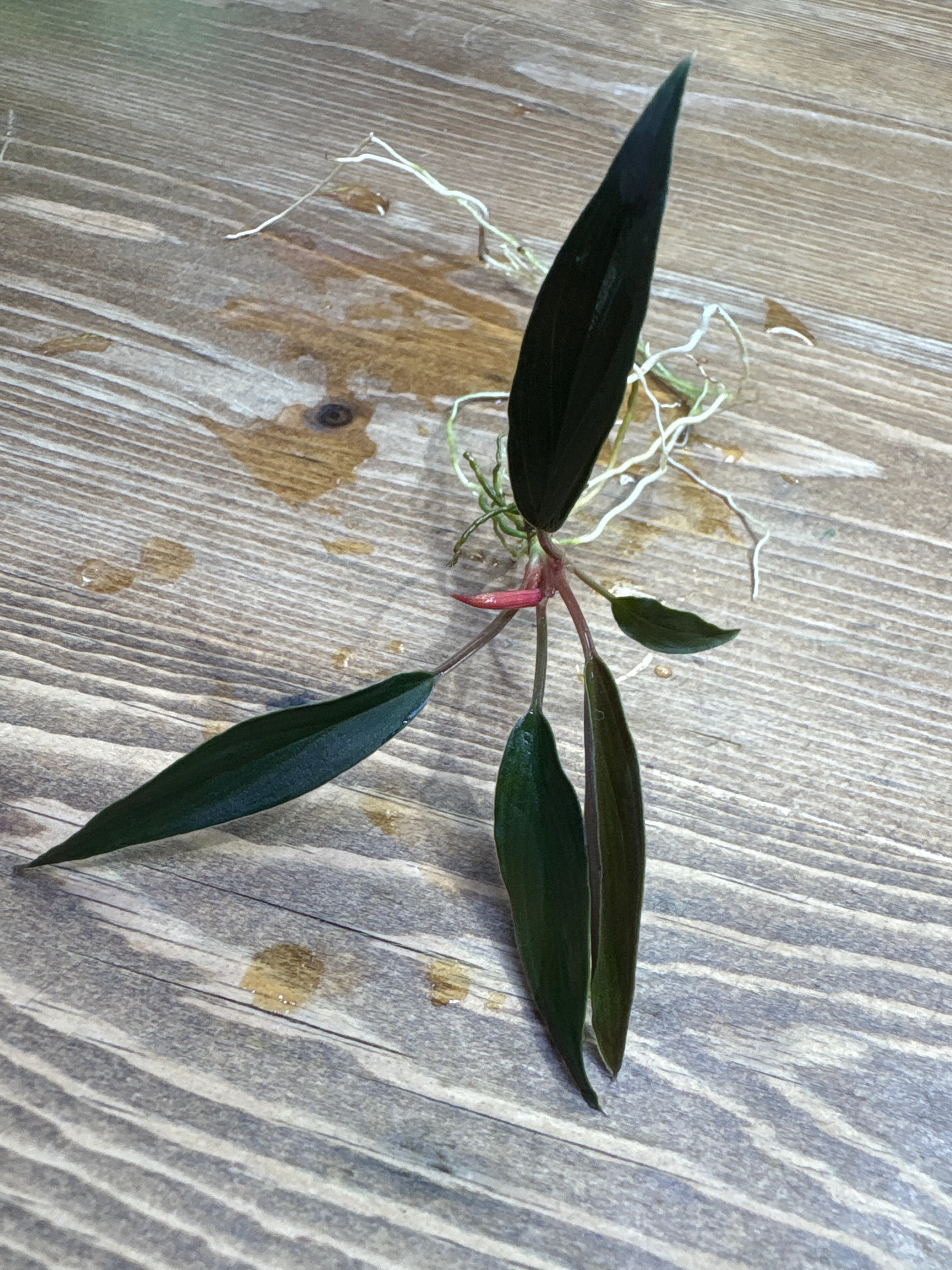 ホマロメナ | Plants Base