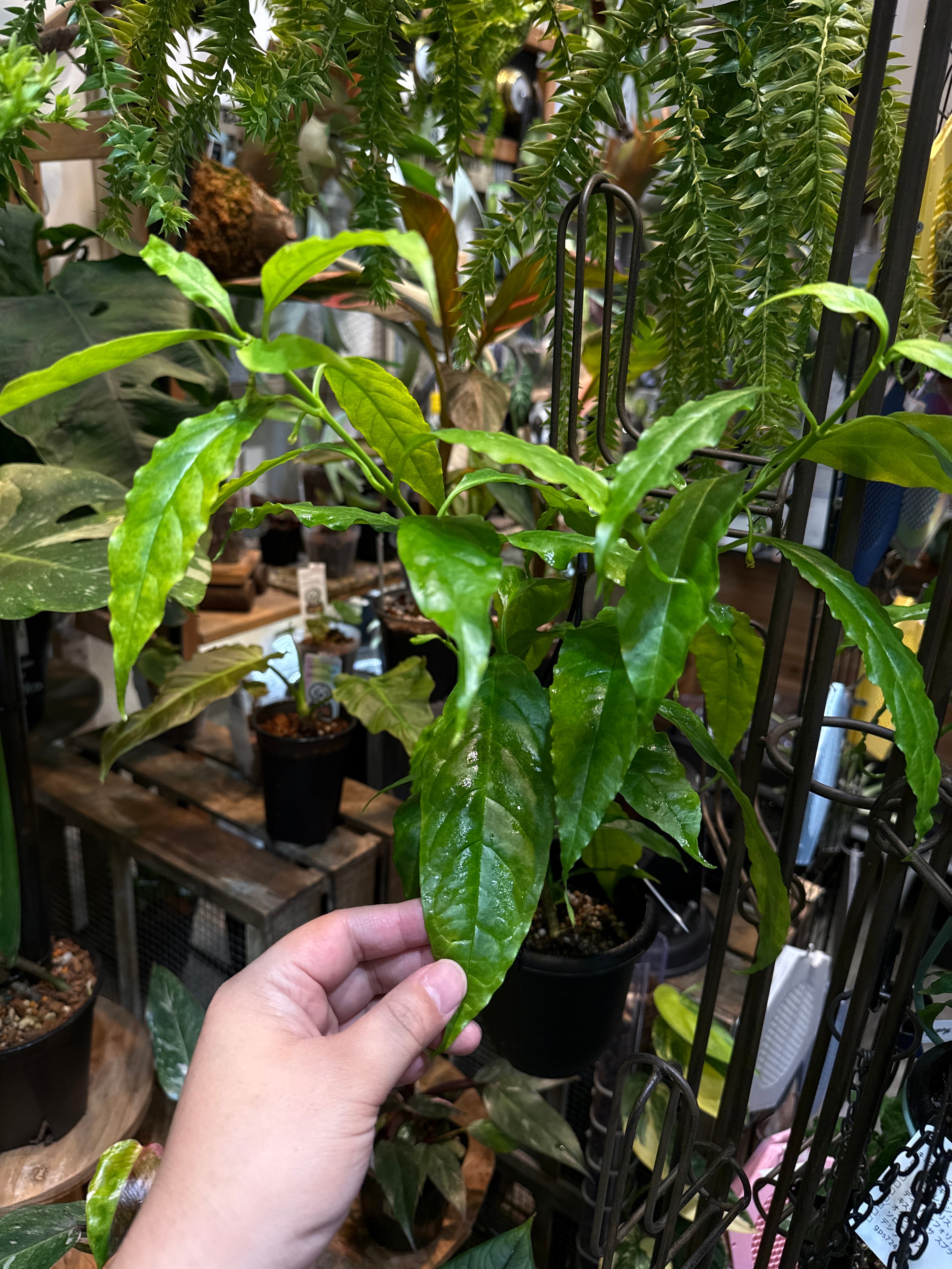 ホヤ ソロケンシス | Gardenえん 【観葉熱帯植物】