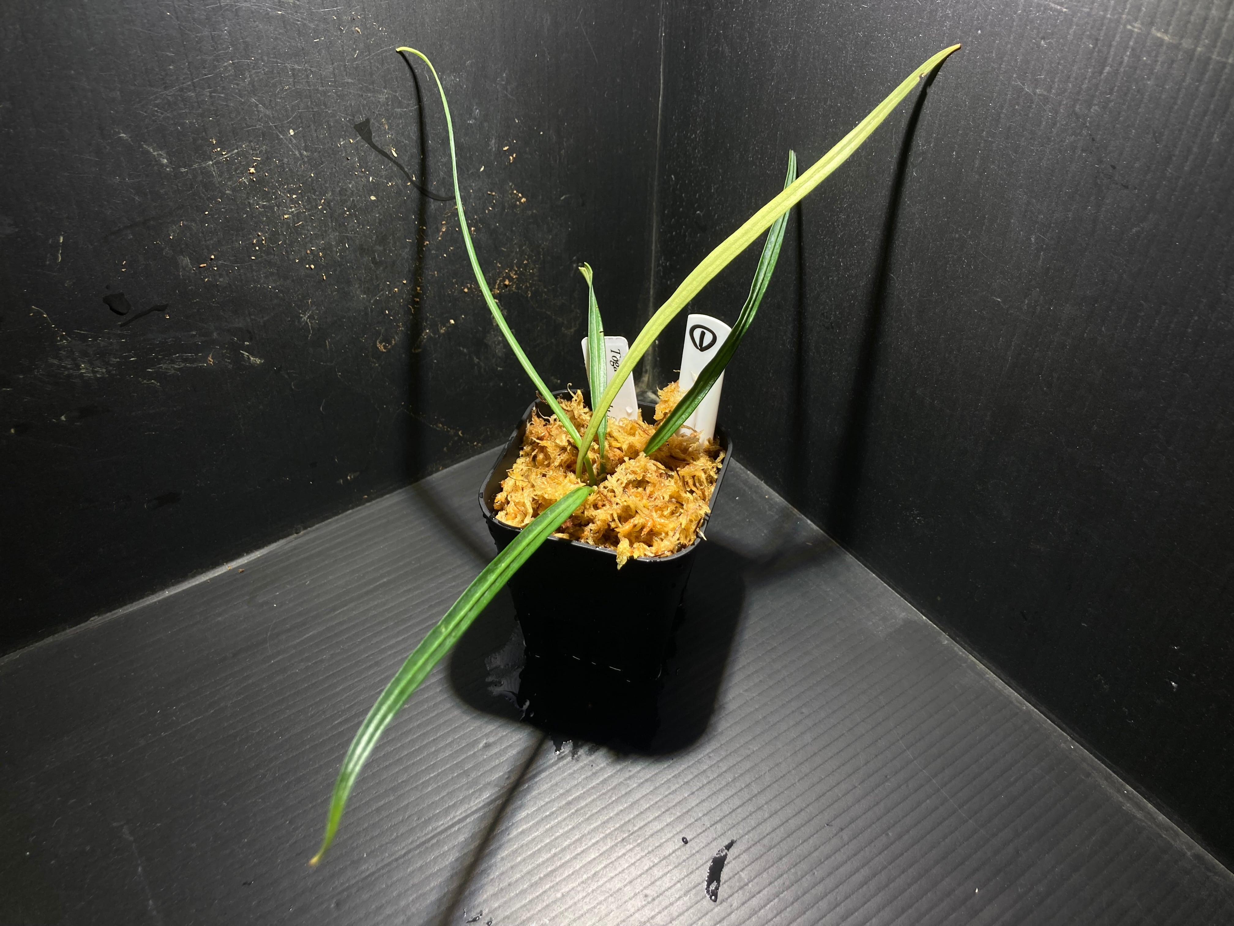 Bucephalandra sp.Kedagang Pink Variegata（ブセファランドラsp.クダ