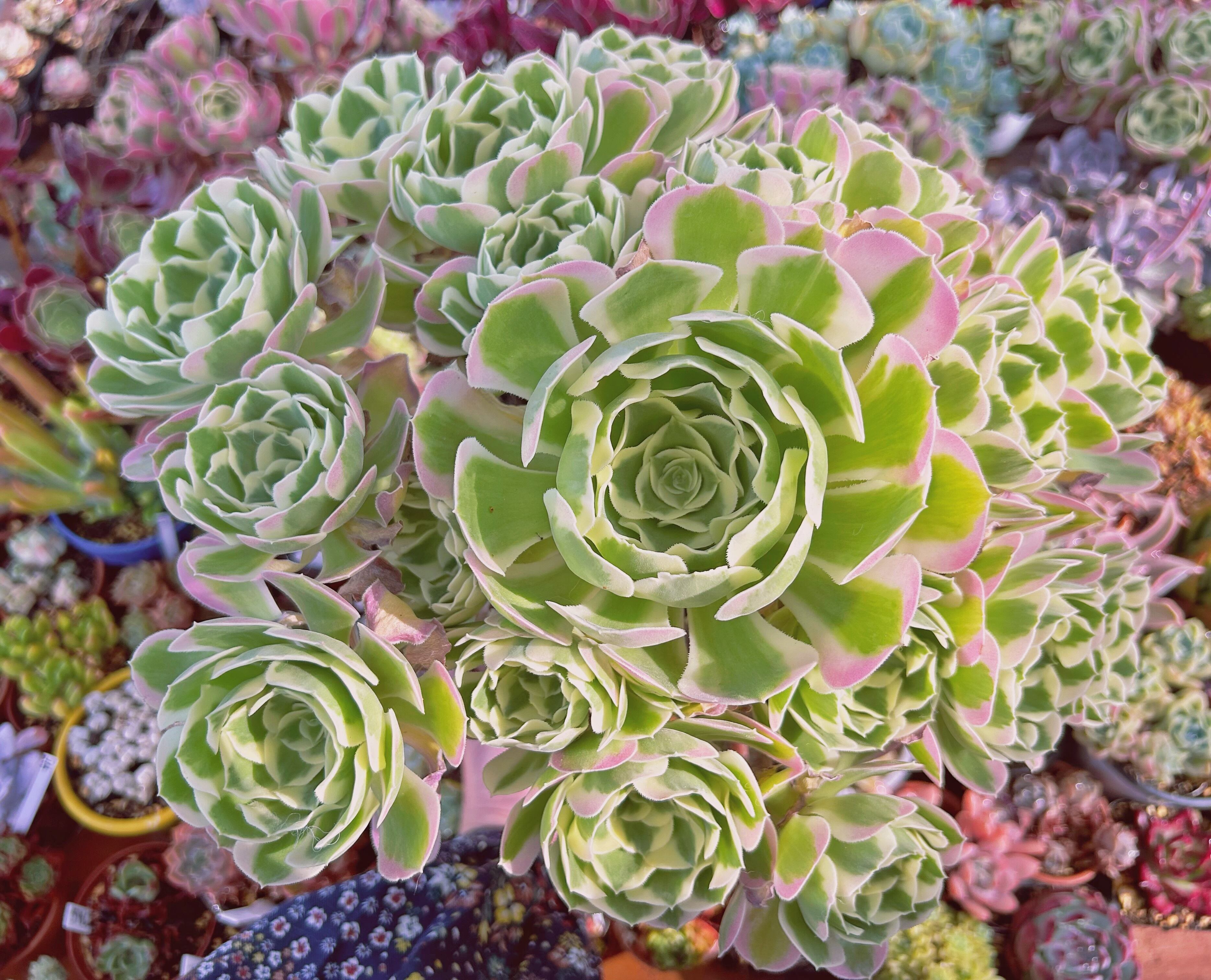 現物　多肉植物　Aeonium   白鳳錦　特特大　抜き苗