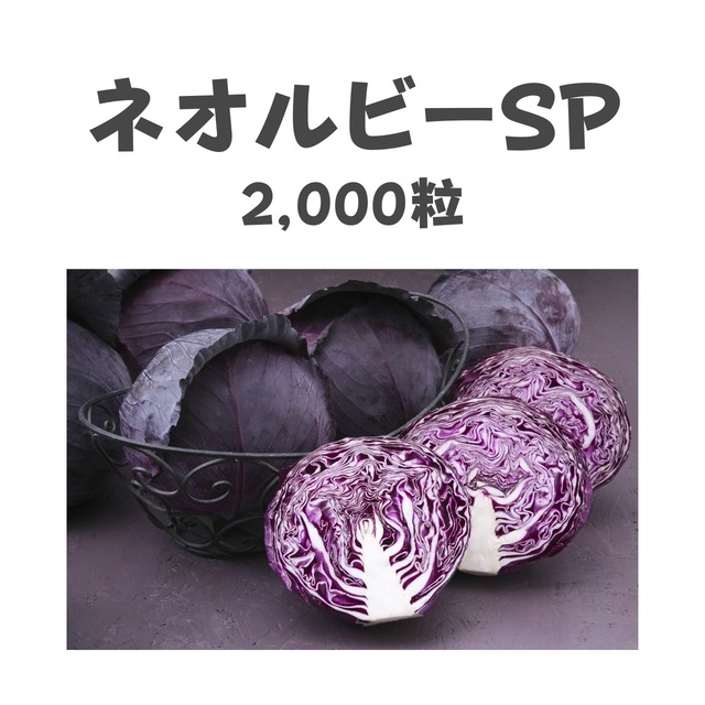 ネオルビーSP　キャベツ種子・2,000粒