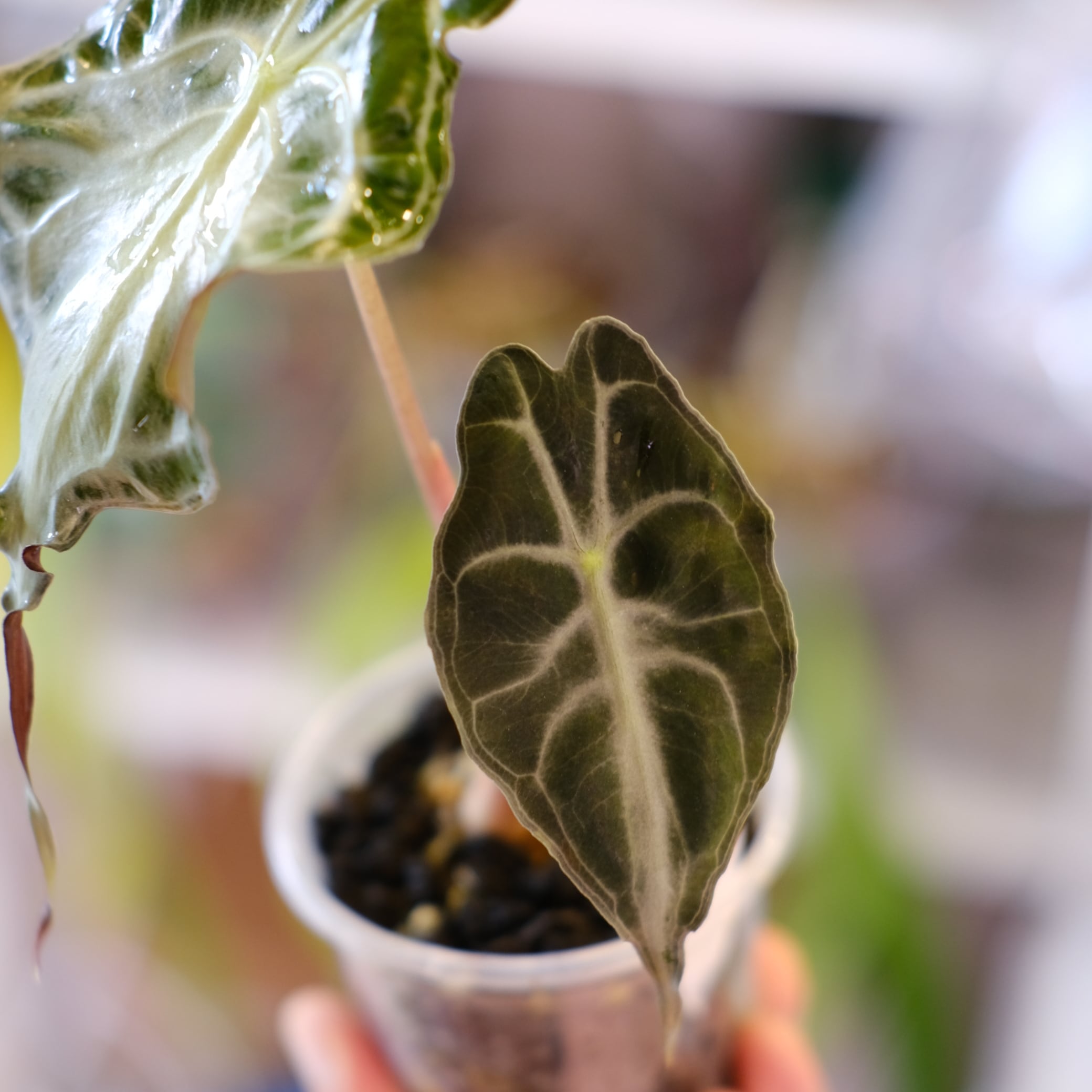 Alocasia 'Venom'│アロカシア・ヴェノム⑤│観葉植物 | tokyoplants