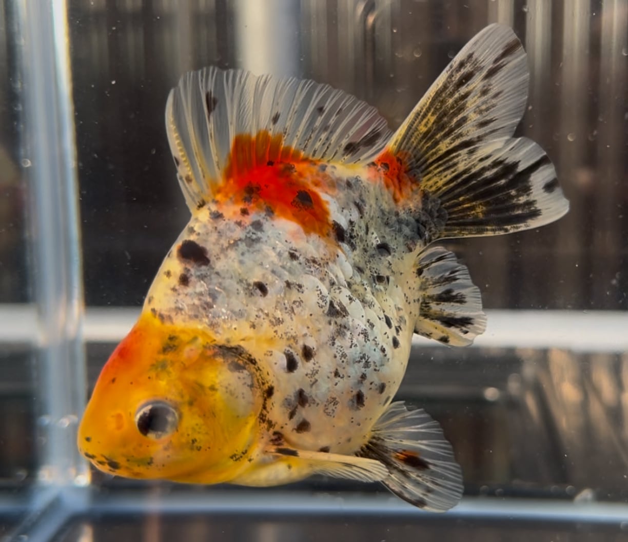 ハニオカ産 銀鱗墨和金 1匹 | 金魚屋 〜友真〜ゆうしん