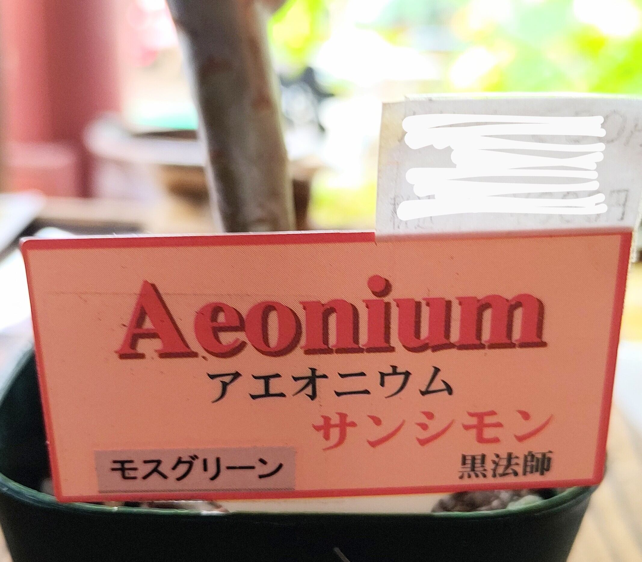 アエオニウム　専用 サンシモン モスグリーン(黒法師)アエオ | RuPo 多肉植物専門店