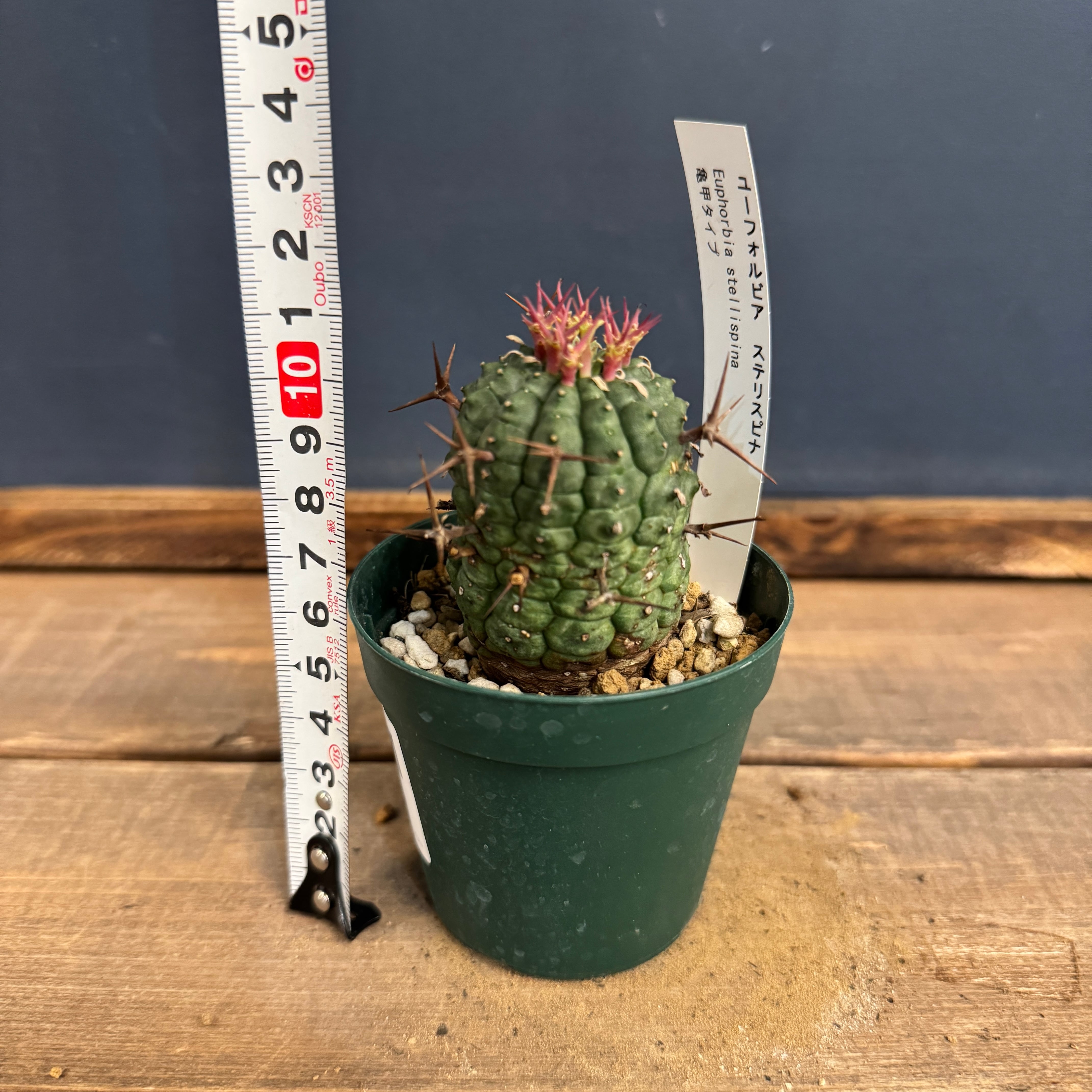 ユーフォルビア 群星冠 亀甲タイプ【552】 | PROTOLEAF プロトリーフ