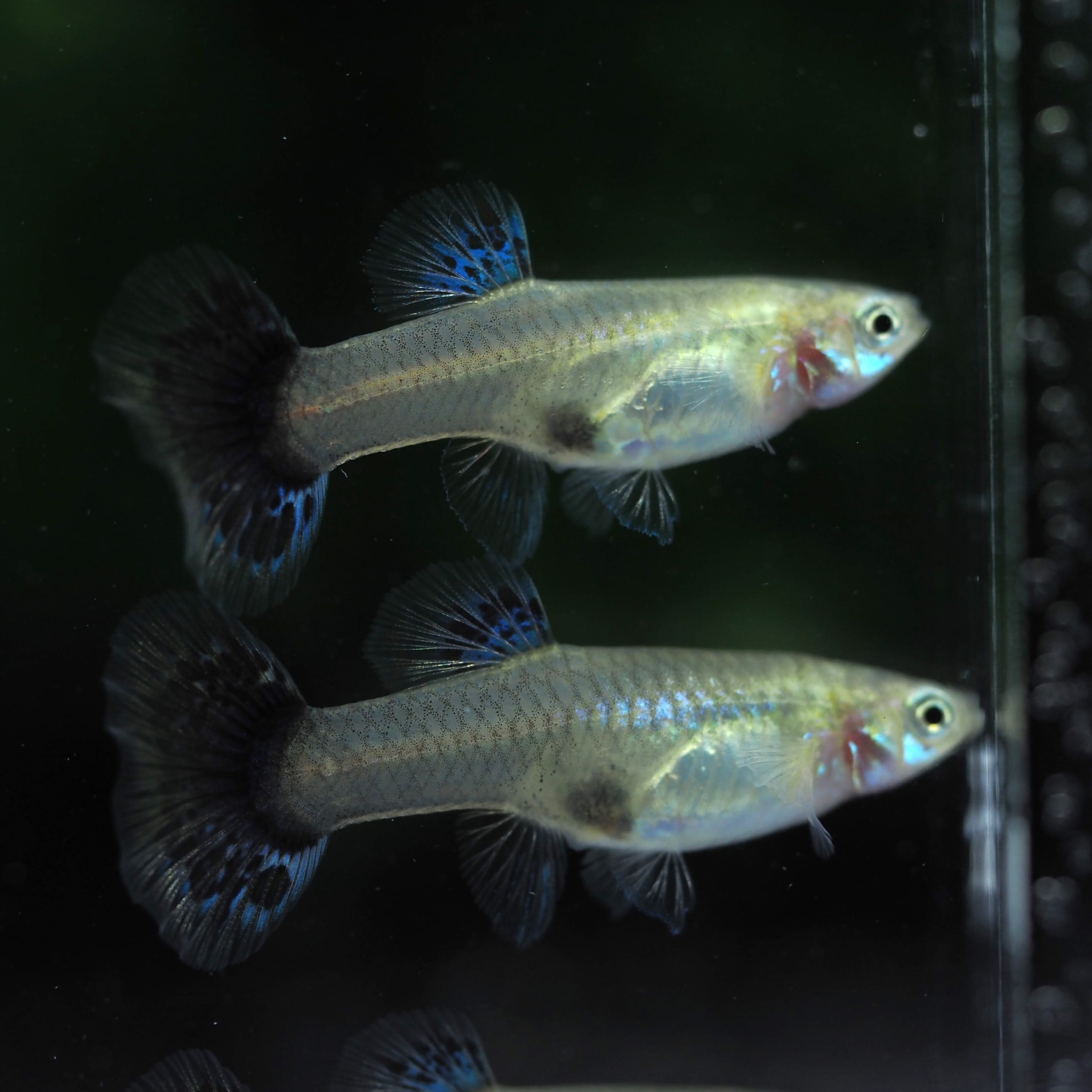 プラチナブルードラゴン 1ペア | 伊豆グッピーファーム