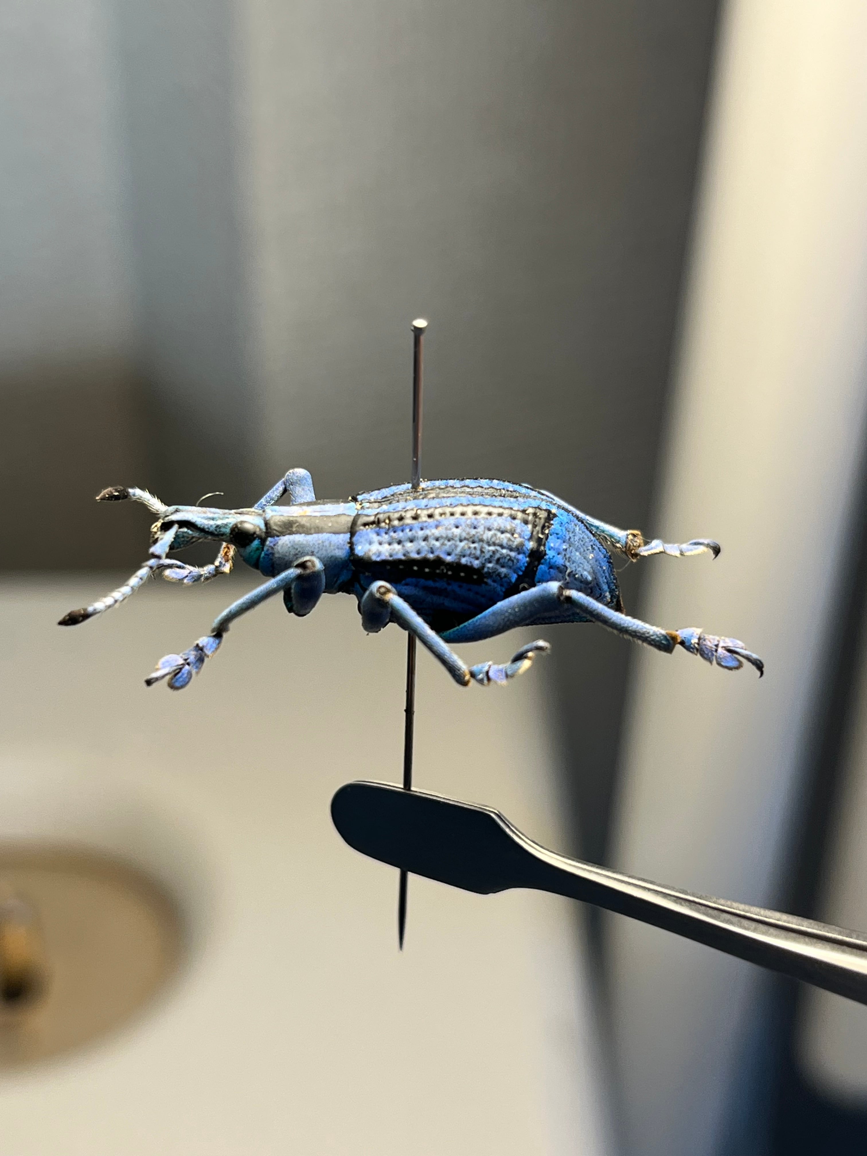25mm】ベネットホウセキゾウムシ 標本カミキリ昆虫ゼリー標本甲虫フン