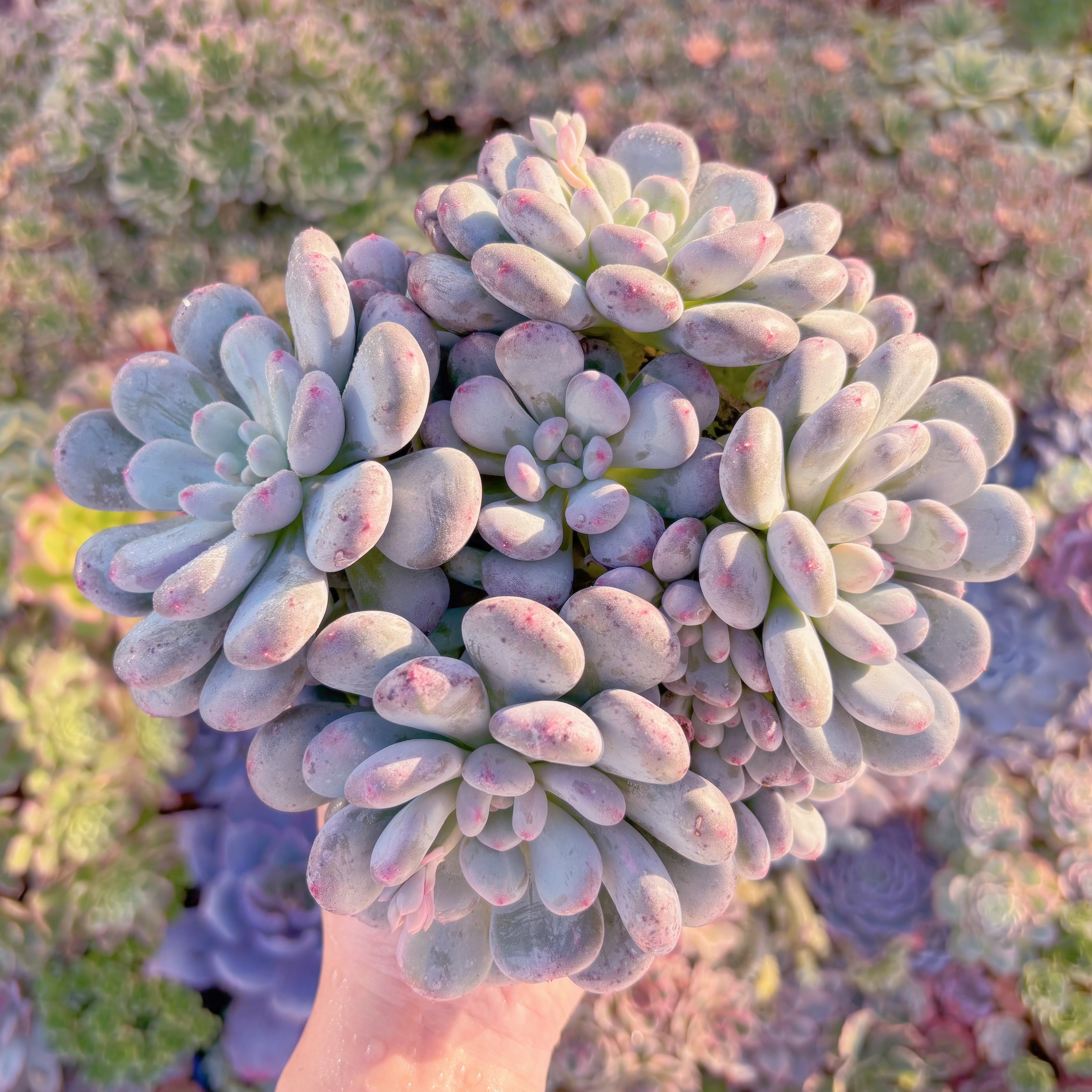 現品　新品種　香り雪丸#A010　特大群生　新入荷　るる農園