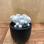 Mammillaria herrerae【マミラリア・白鳥】with Maceta pot