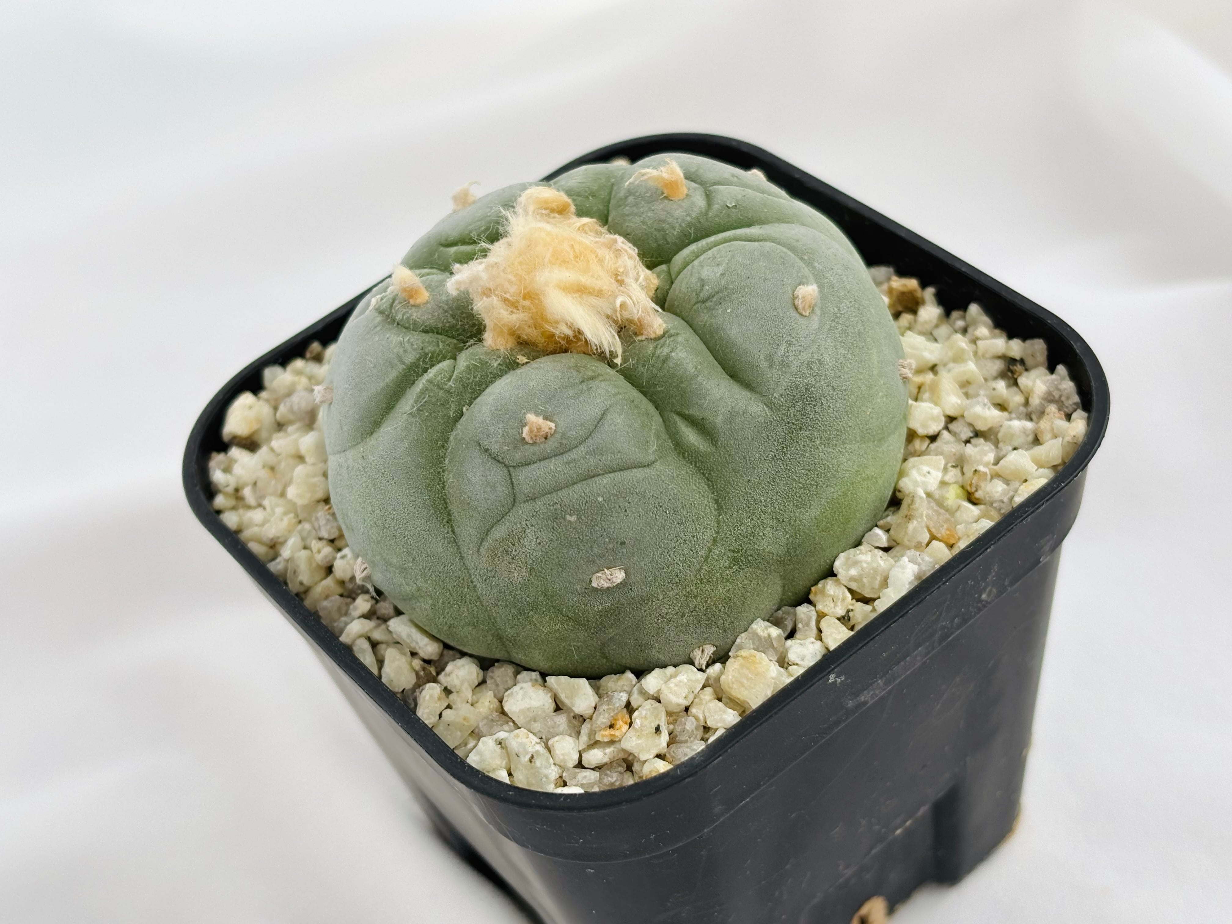 Lophophora williamsii var. decipiens ロフォフォラ 大疣銀冠玉